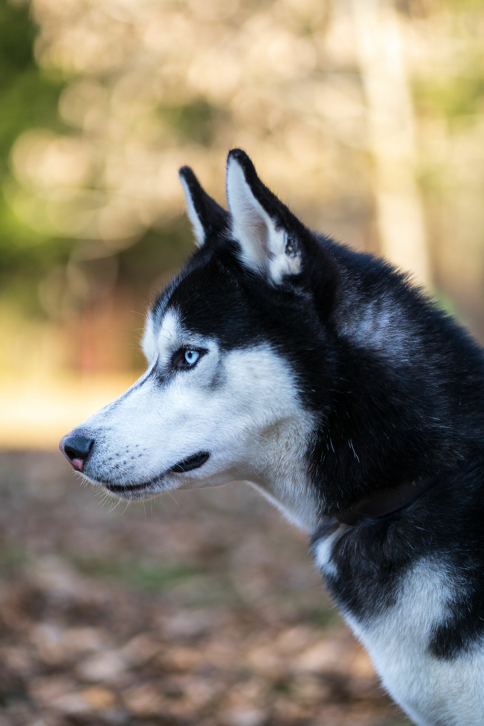 Encounters with animals 3