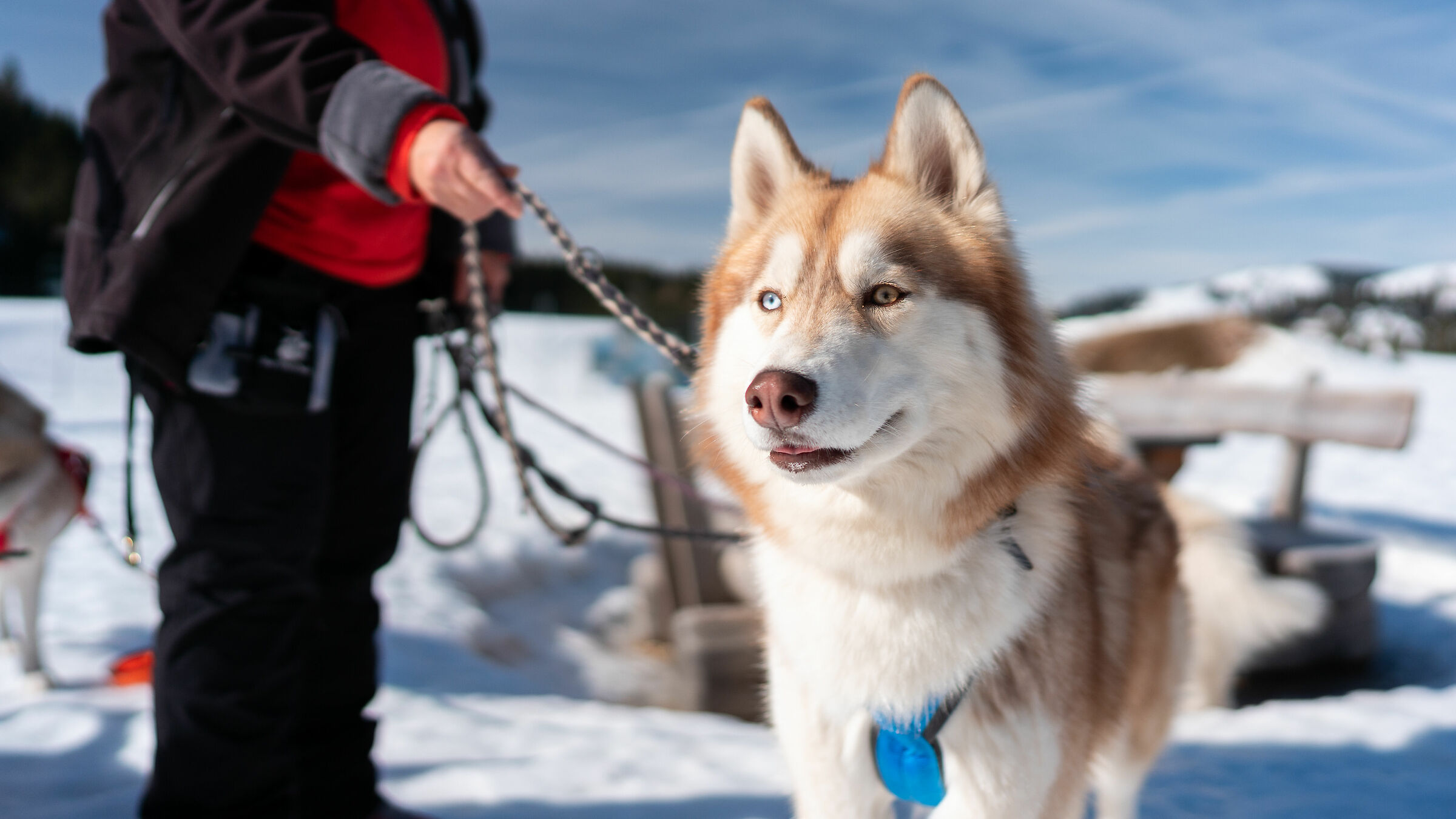 Encounters with animals 3