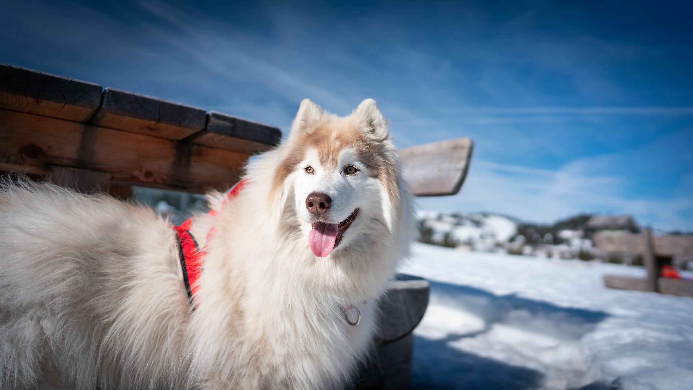 Encounters with animals 4