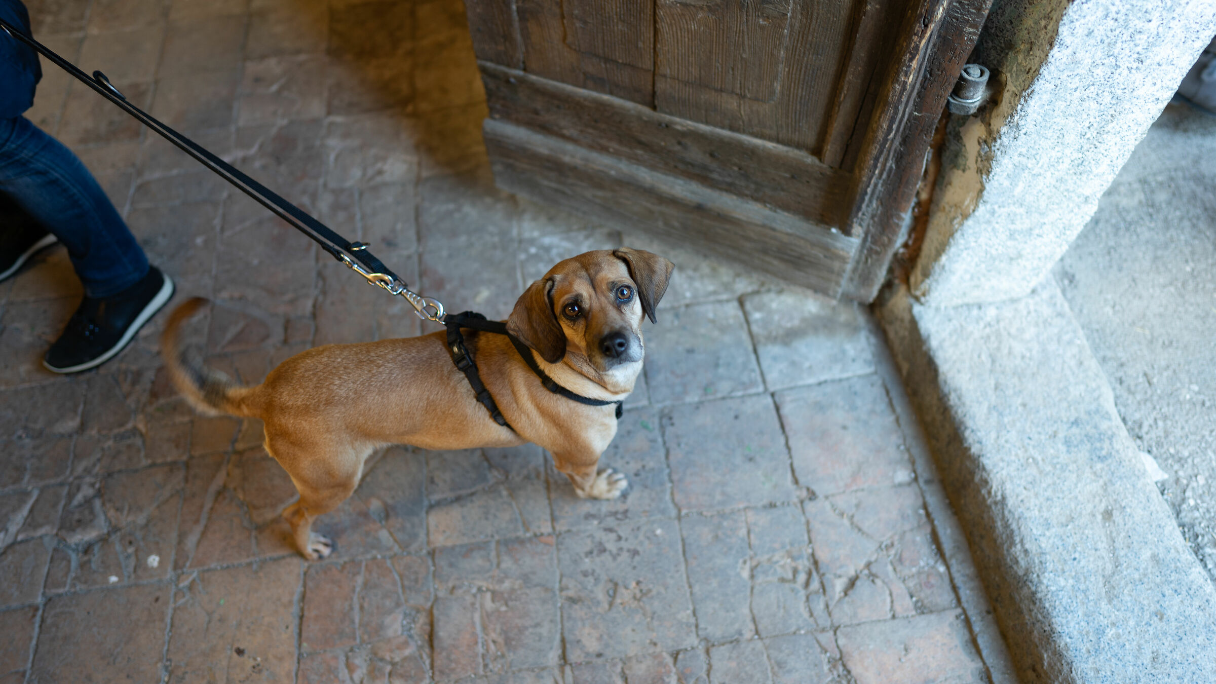 Encounters with animals 5