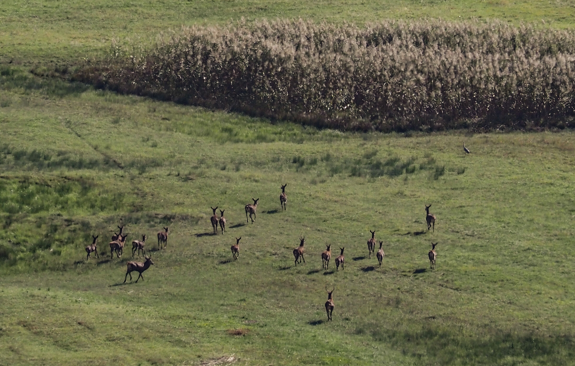 The Deer Herd of the Pian di Spagna