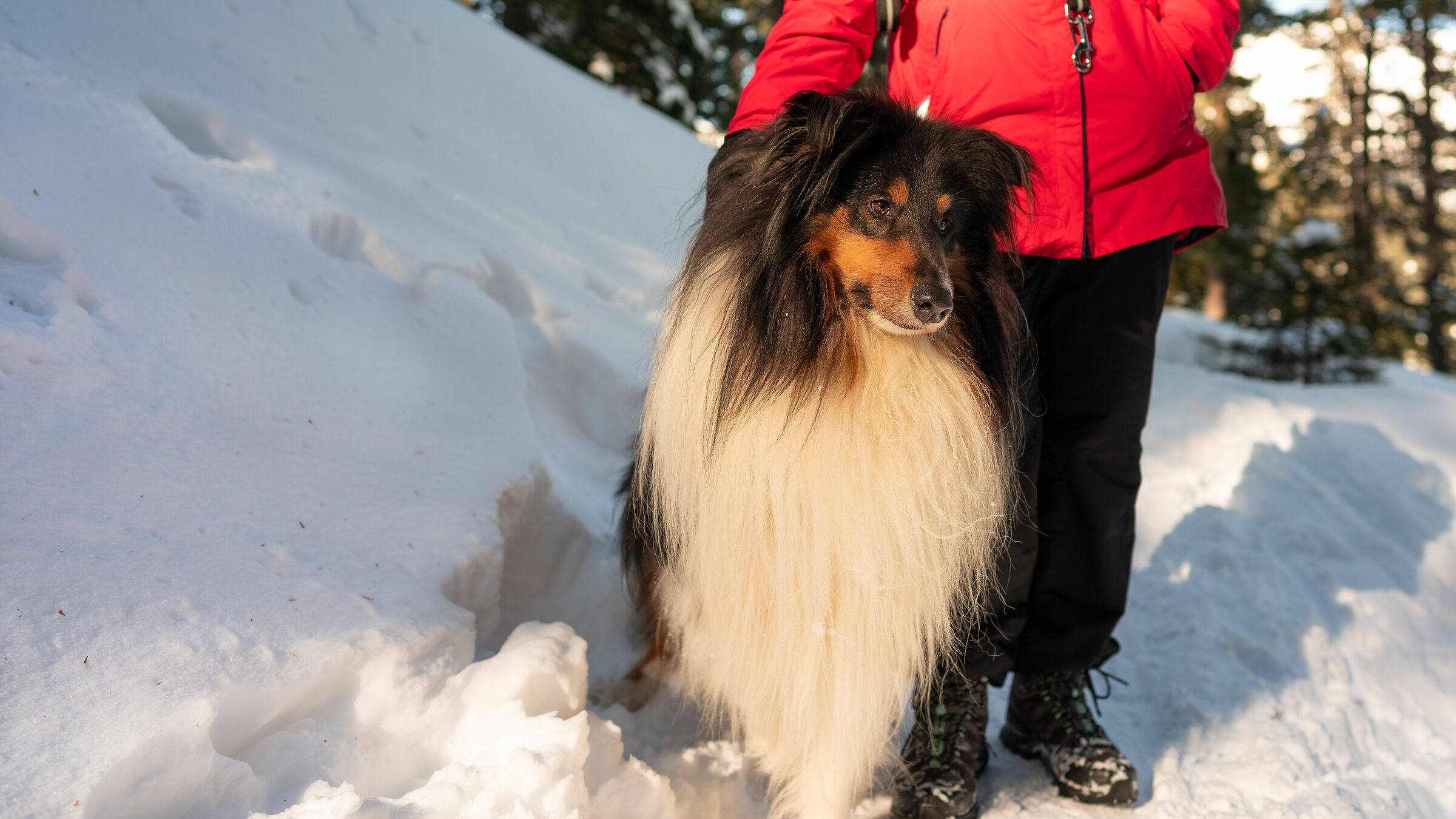 Encounters with animals 6