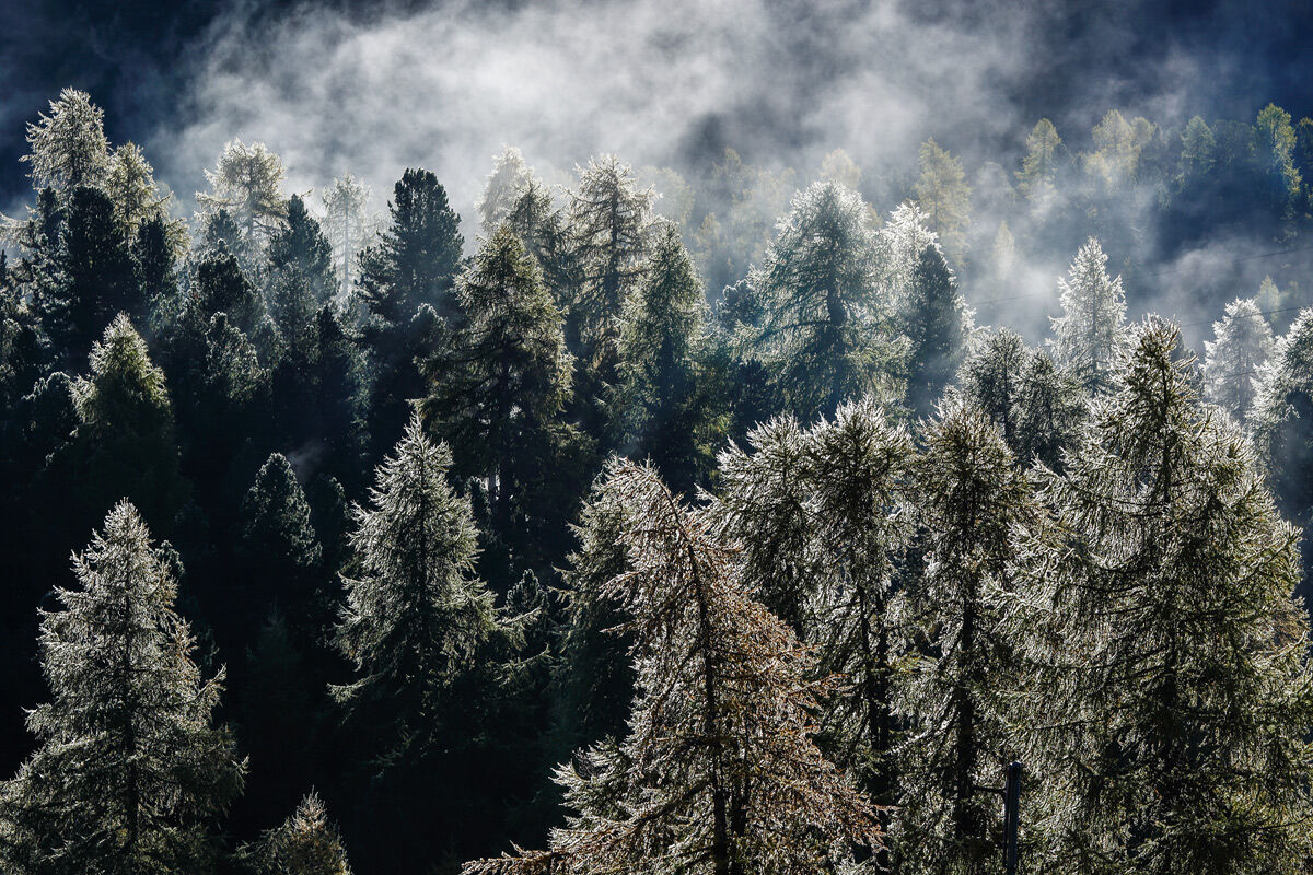 Primo mattino nella pineta
