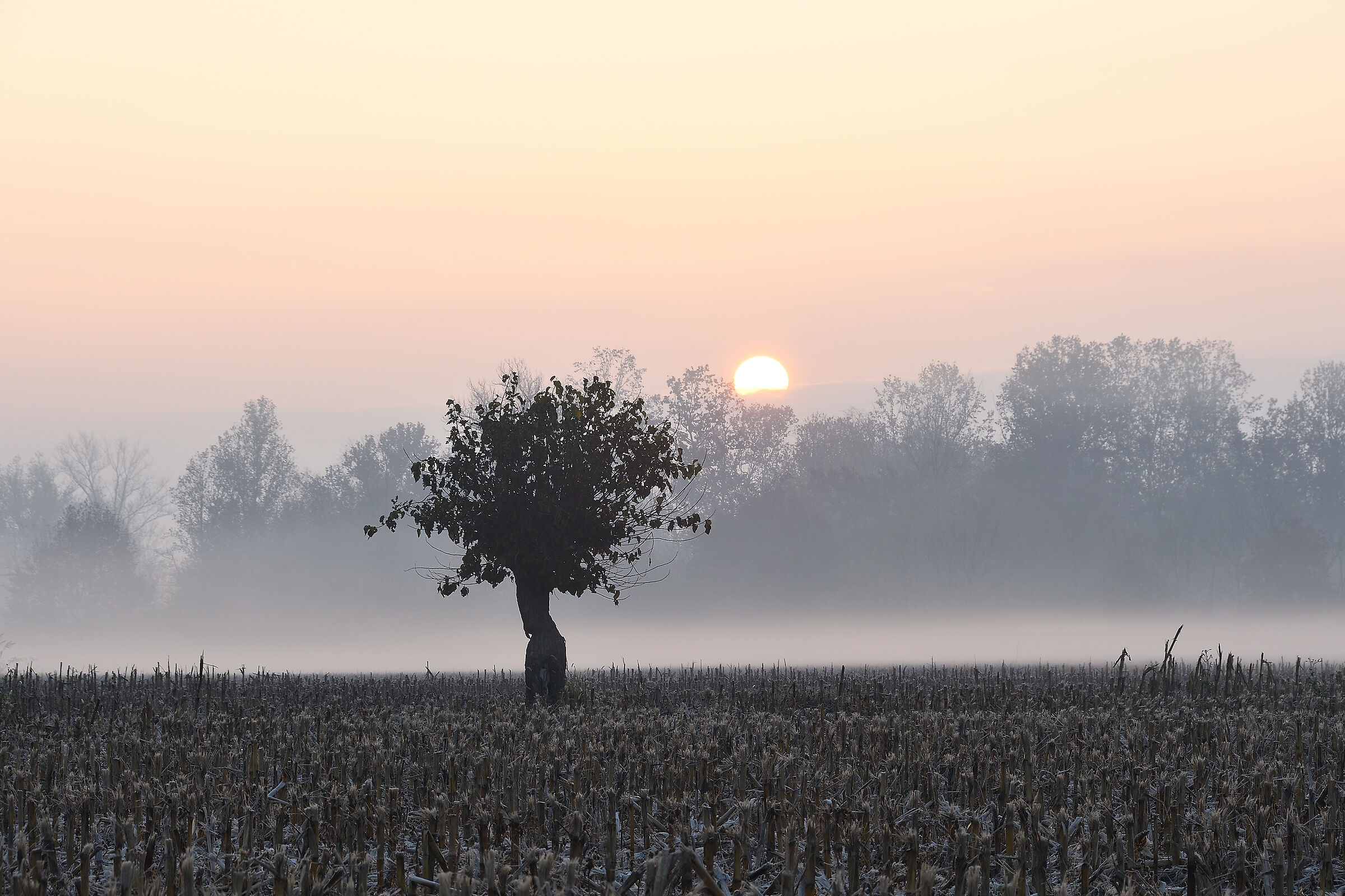 The Morning in the Palù