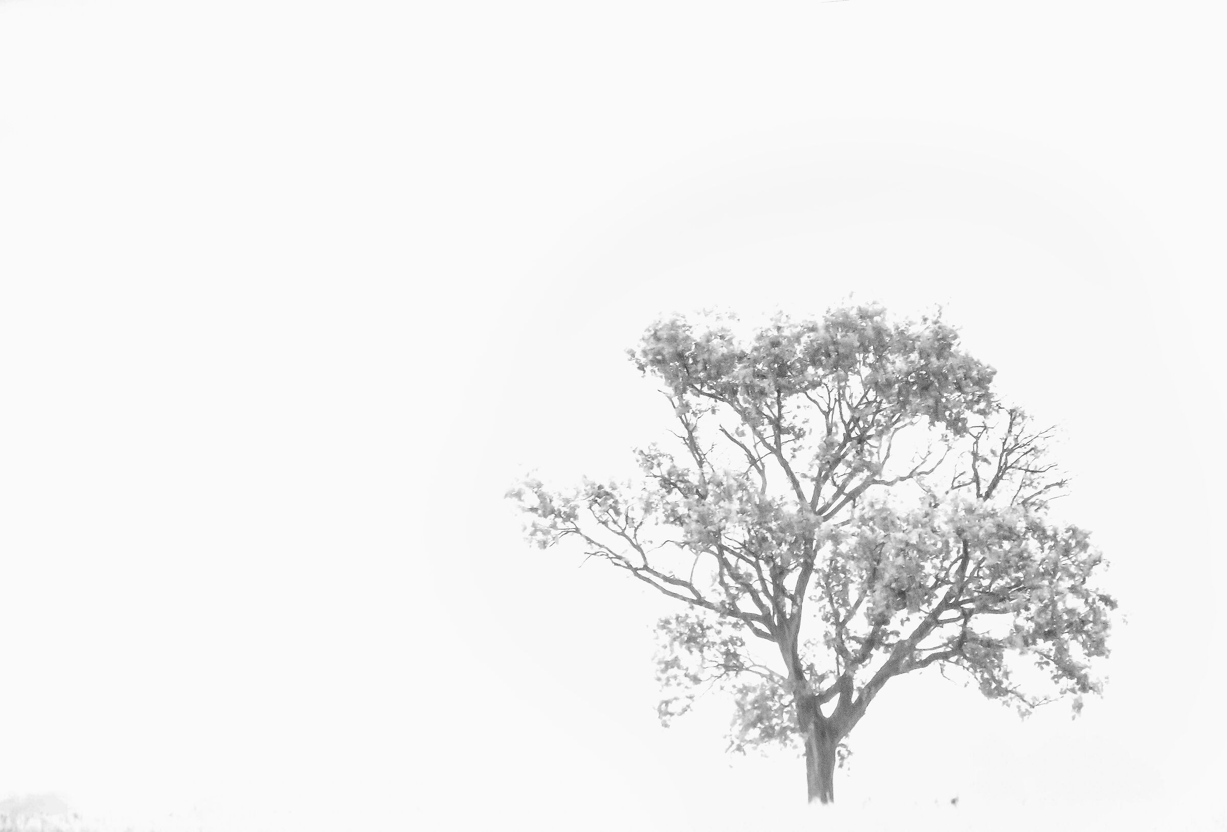 L'albero e la nebbia