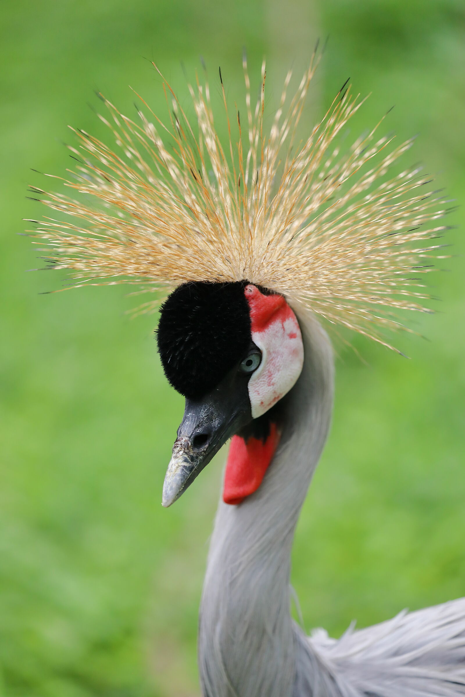 Gru Coronata