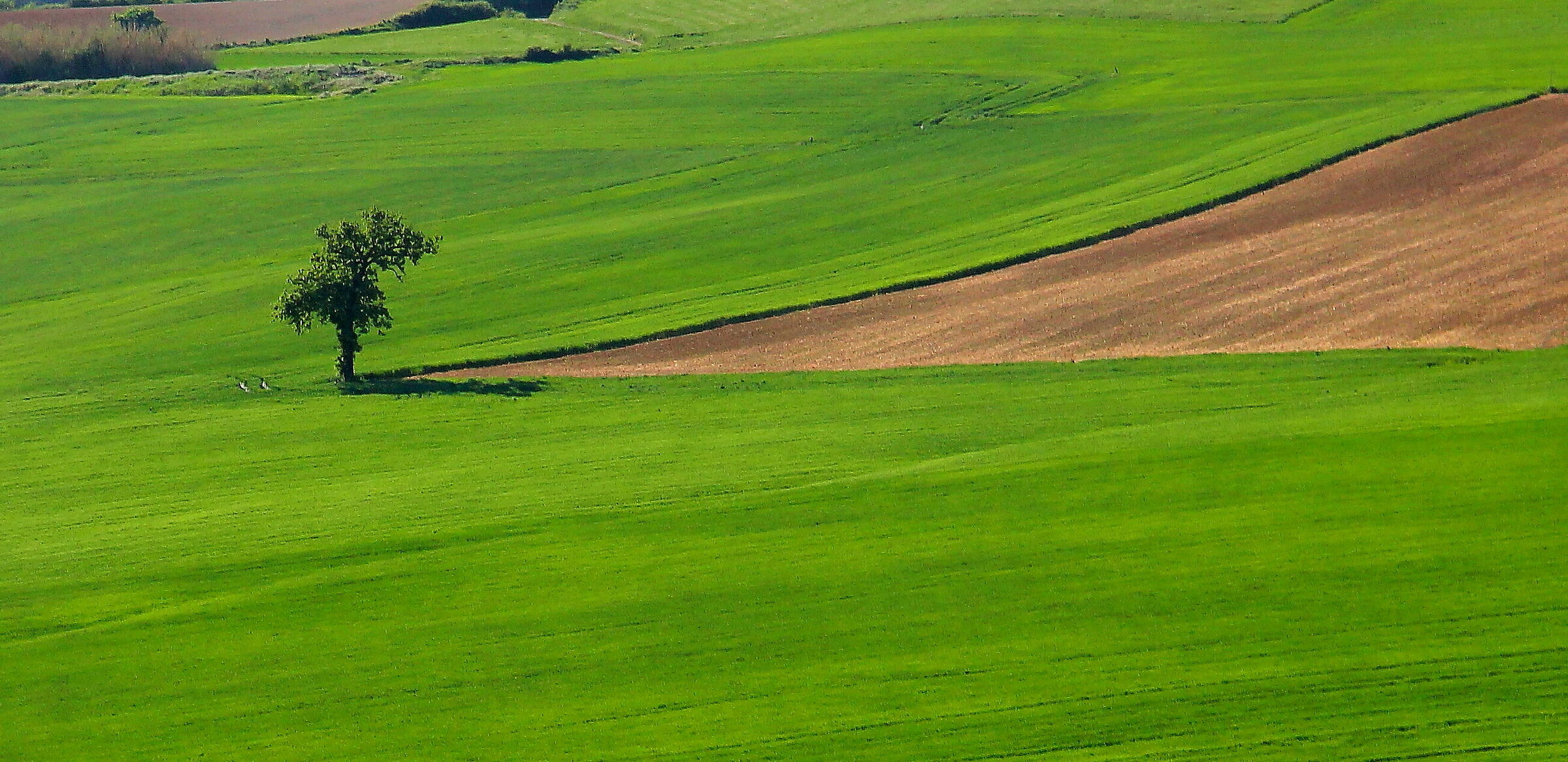 Campagna di Bassignana) (al)