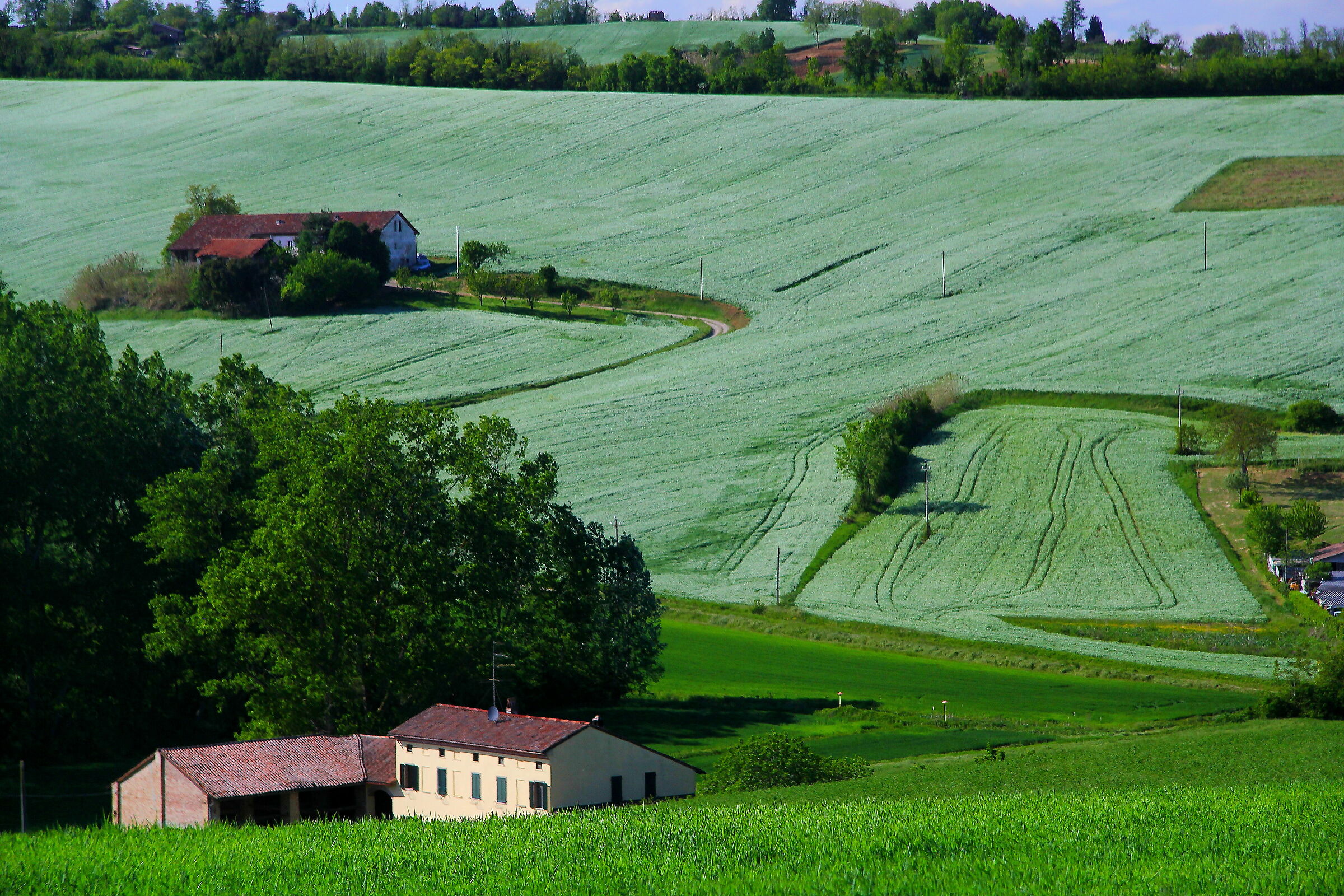 Campana di Bassignana AL)