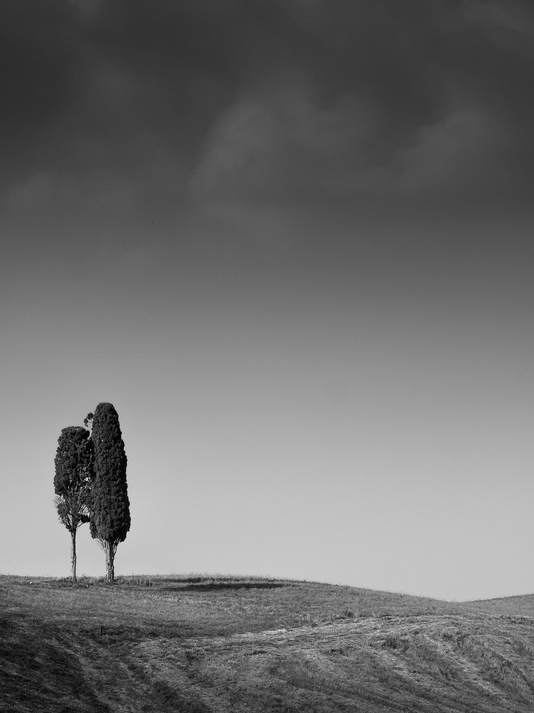 Tuscan cypress trees