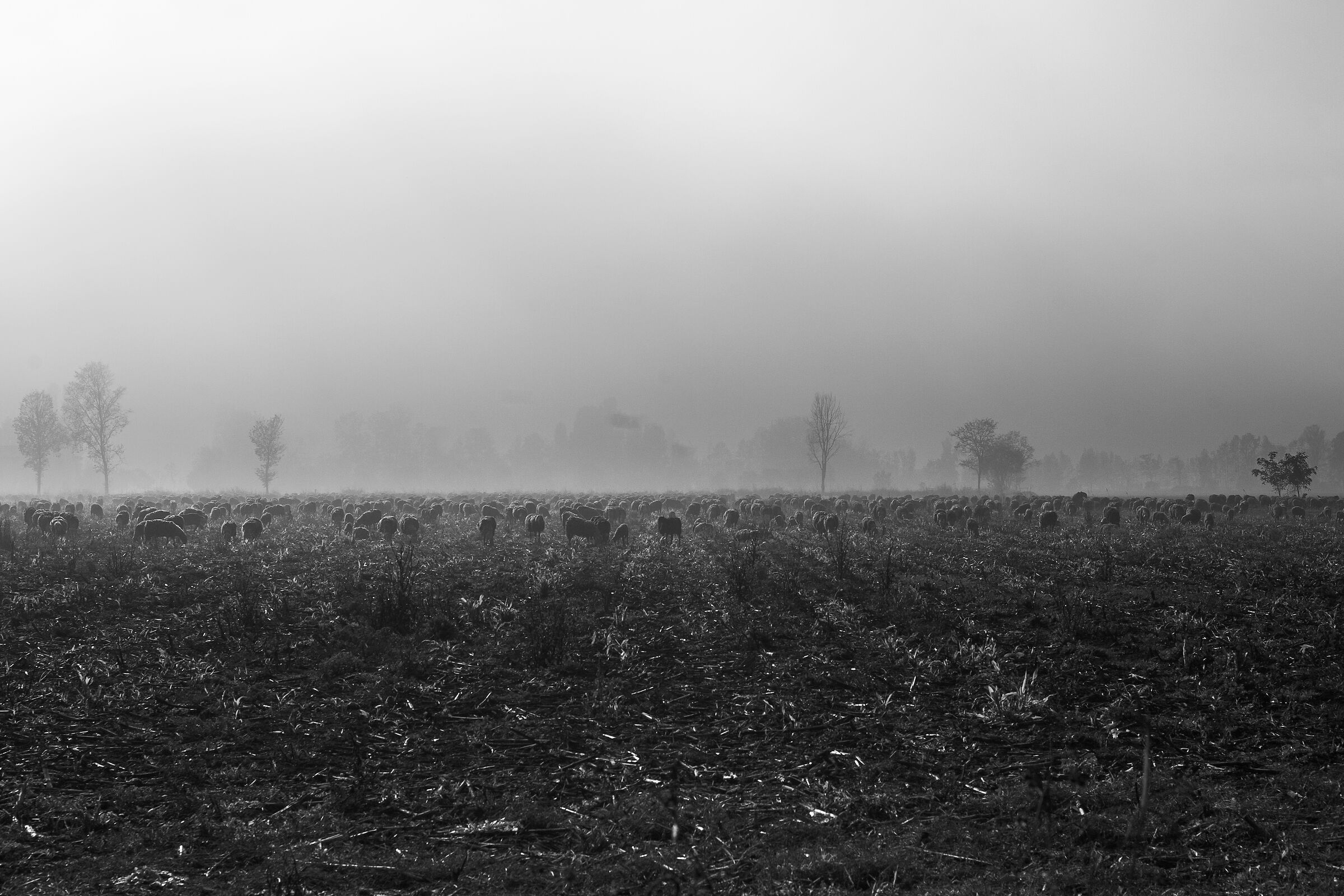 Sheep in the Fog of Padania