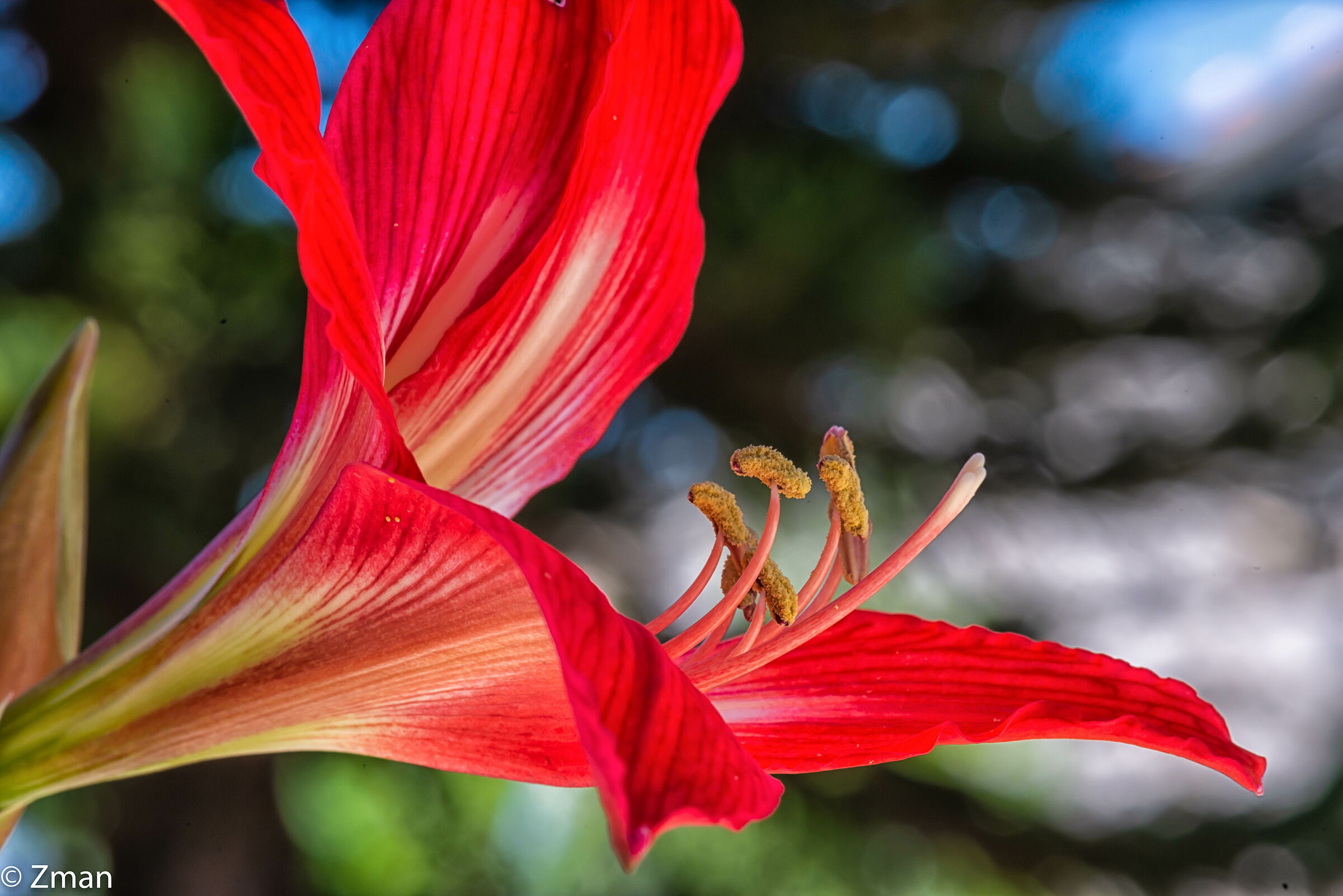 Barbados Lily