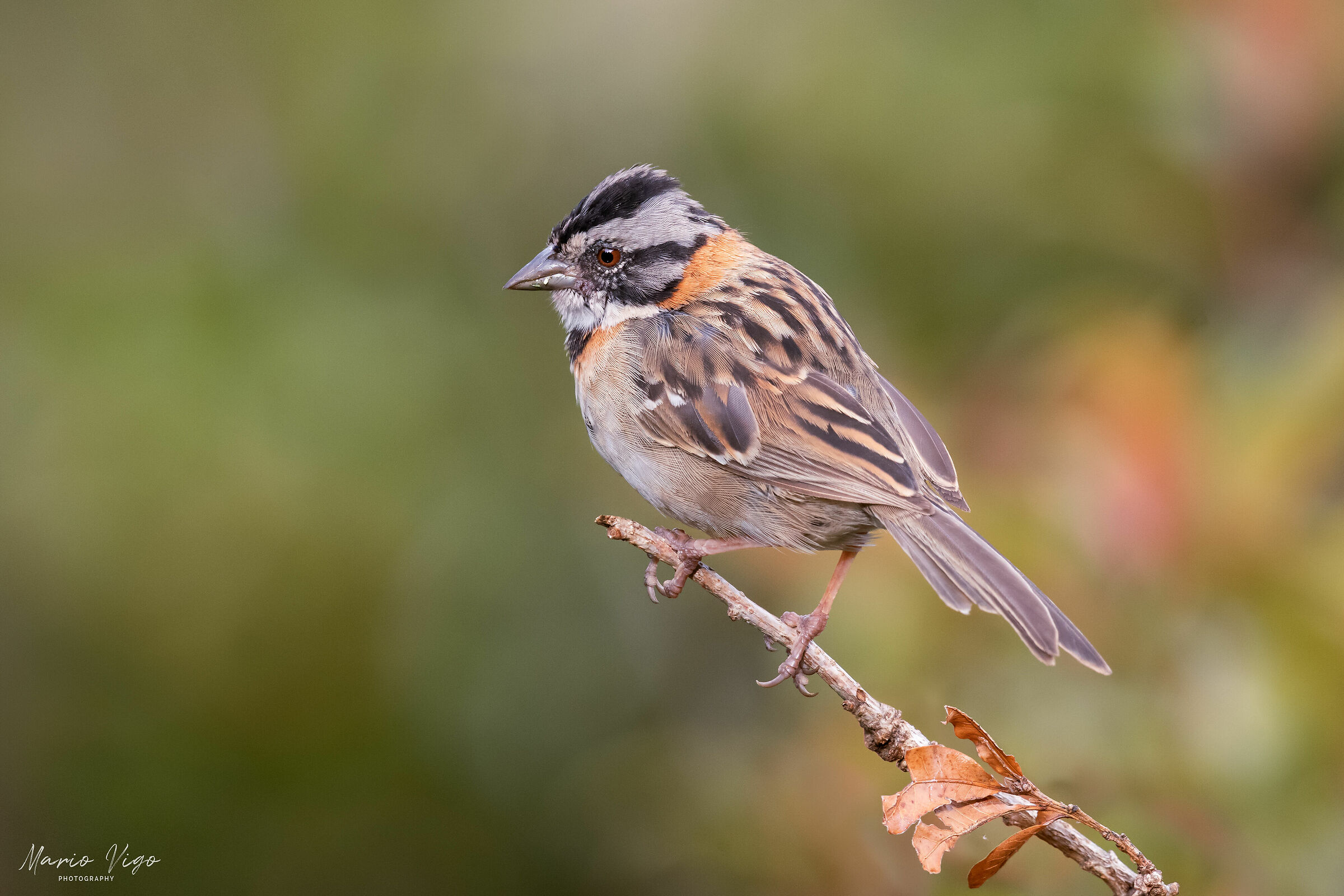 Passero dal collare rossiccio
