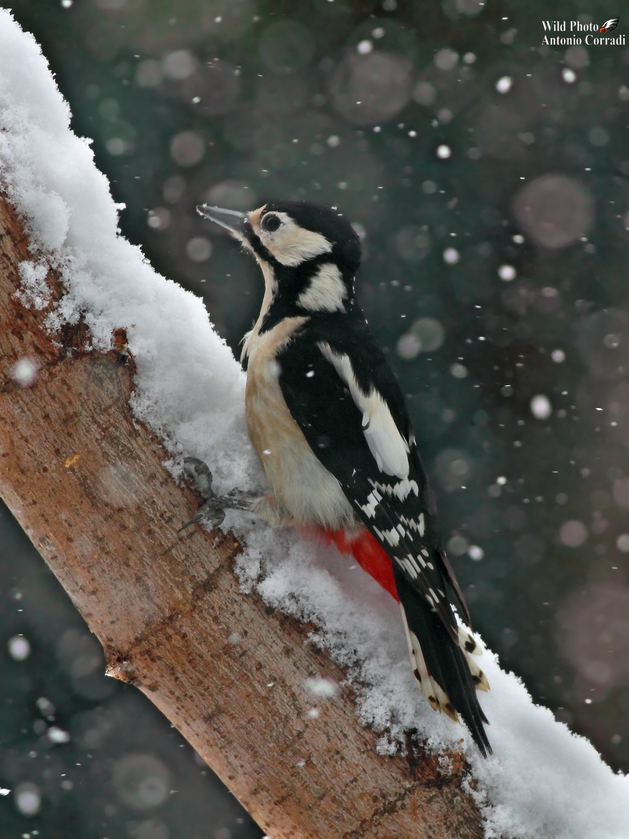 Picchio  Rosso Maggiore