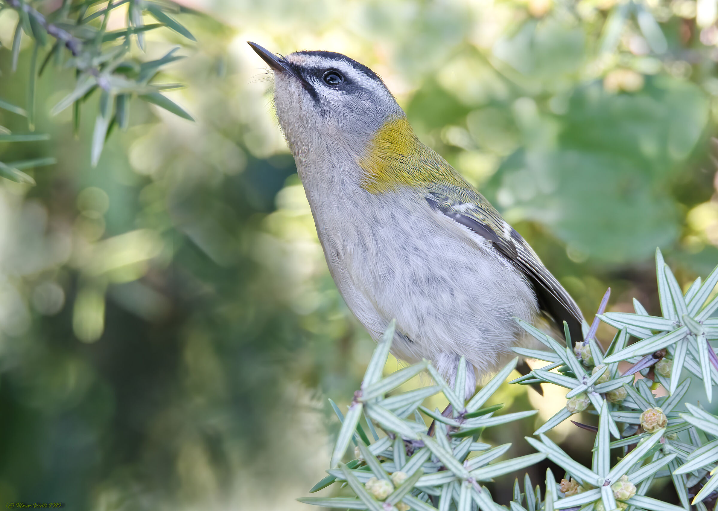 Fiorrancino (Regulus ignicapilla)