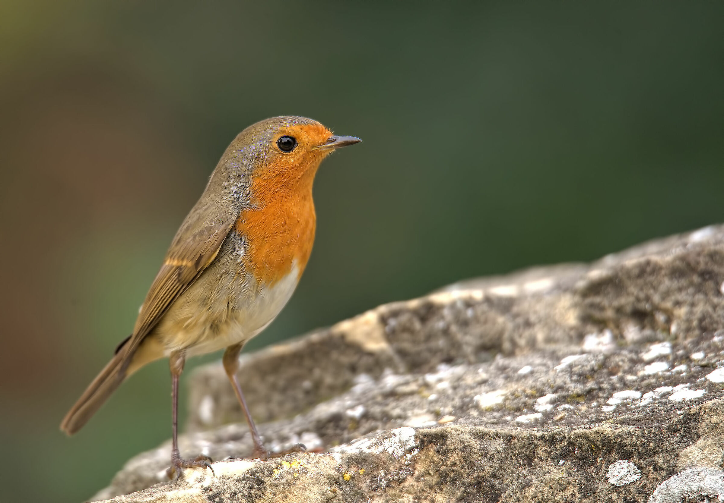 Robin