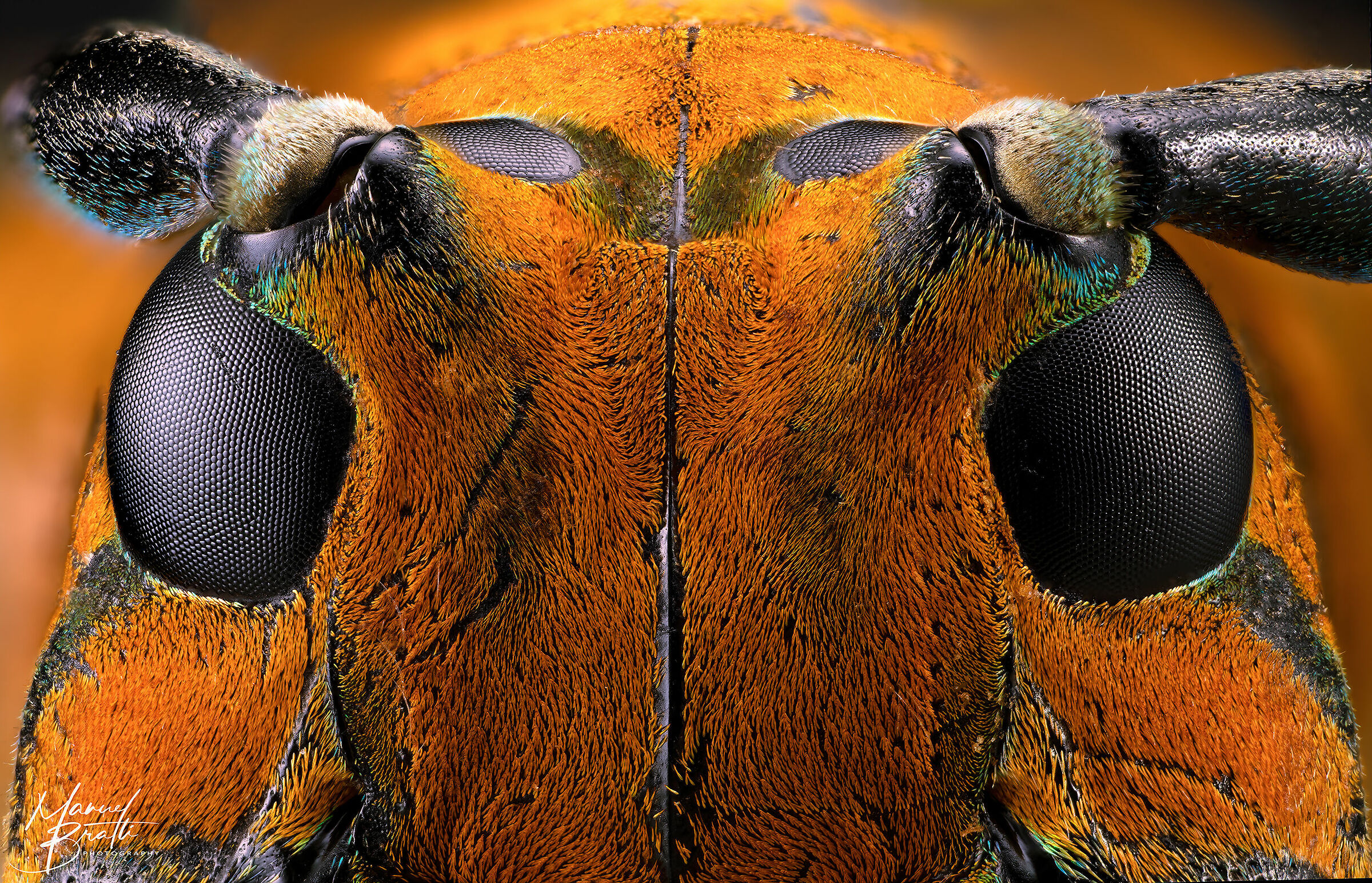 Sternotomis chrysopras