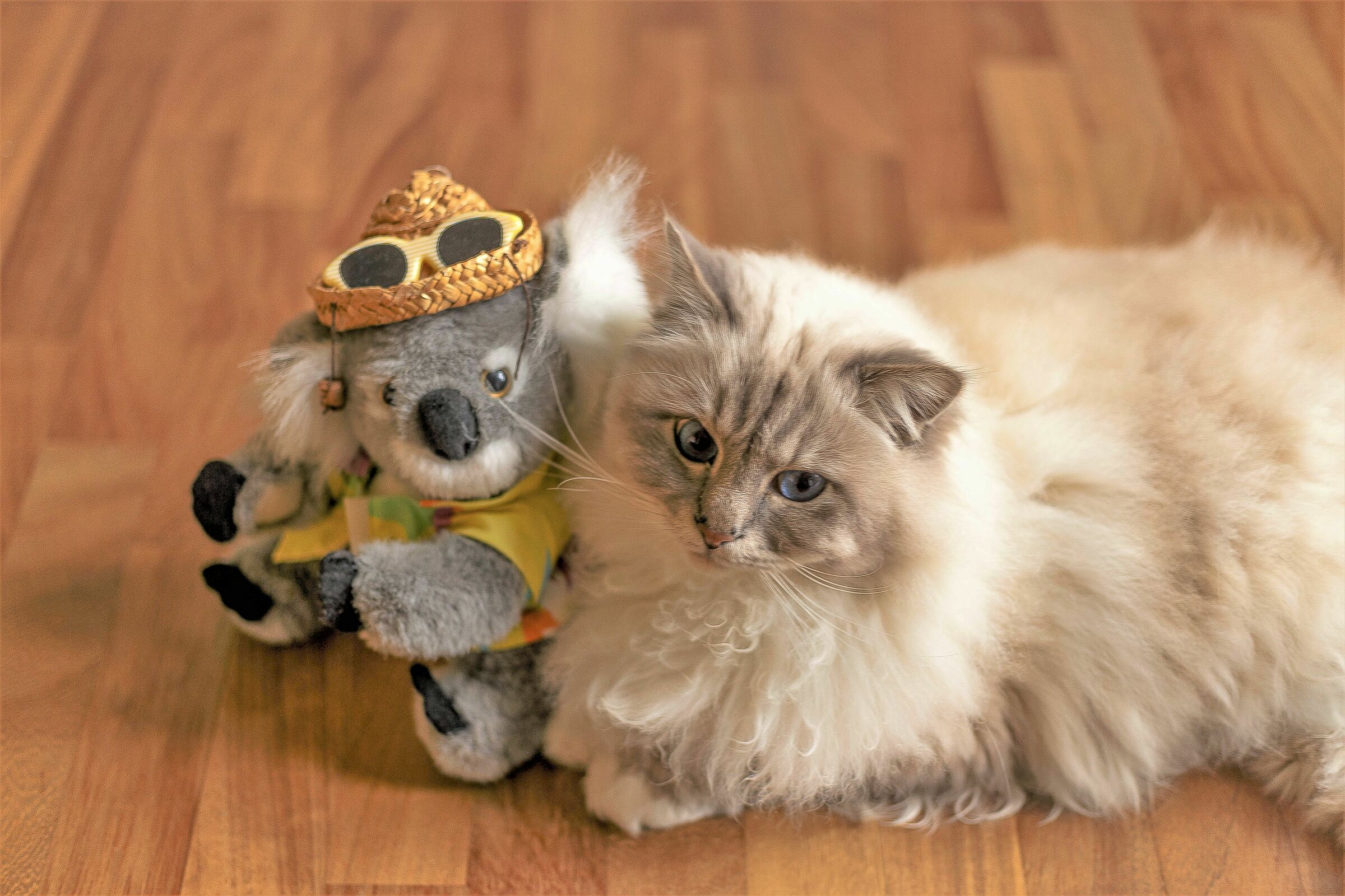 A chat between divi.