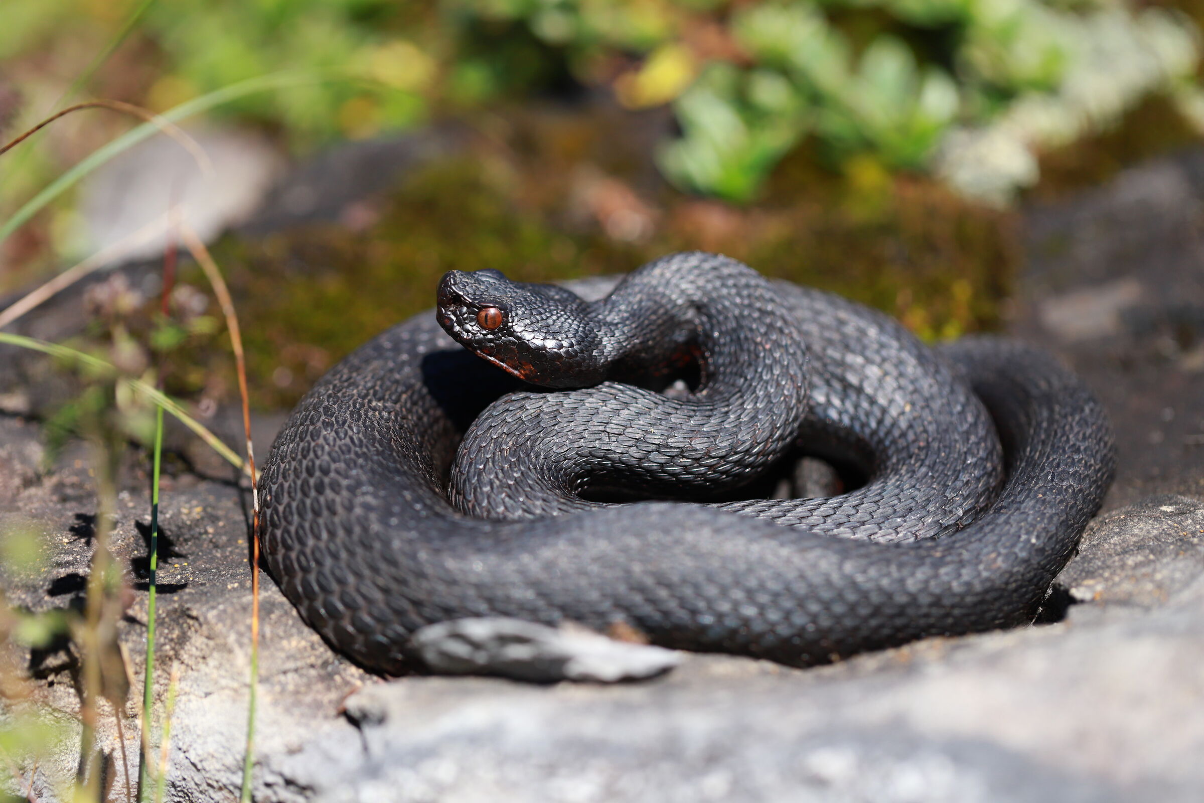 Female, 1290m, Berna (Svizzera)