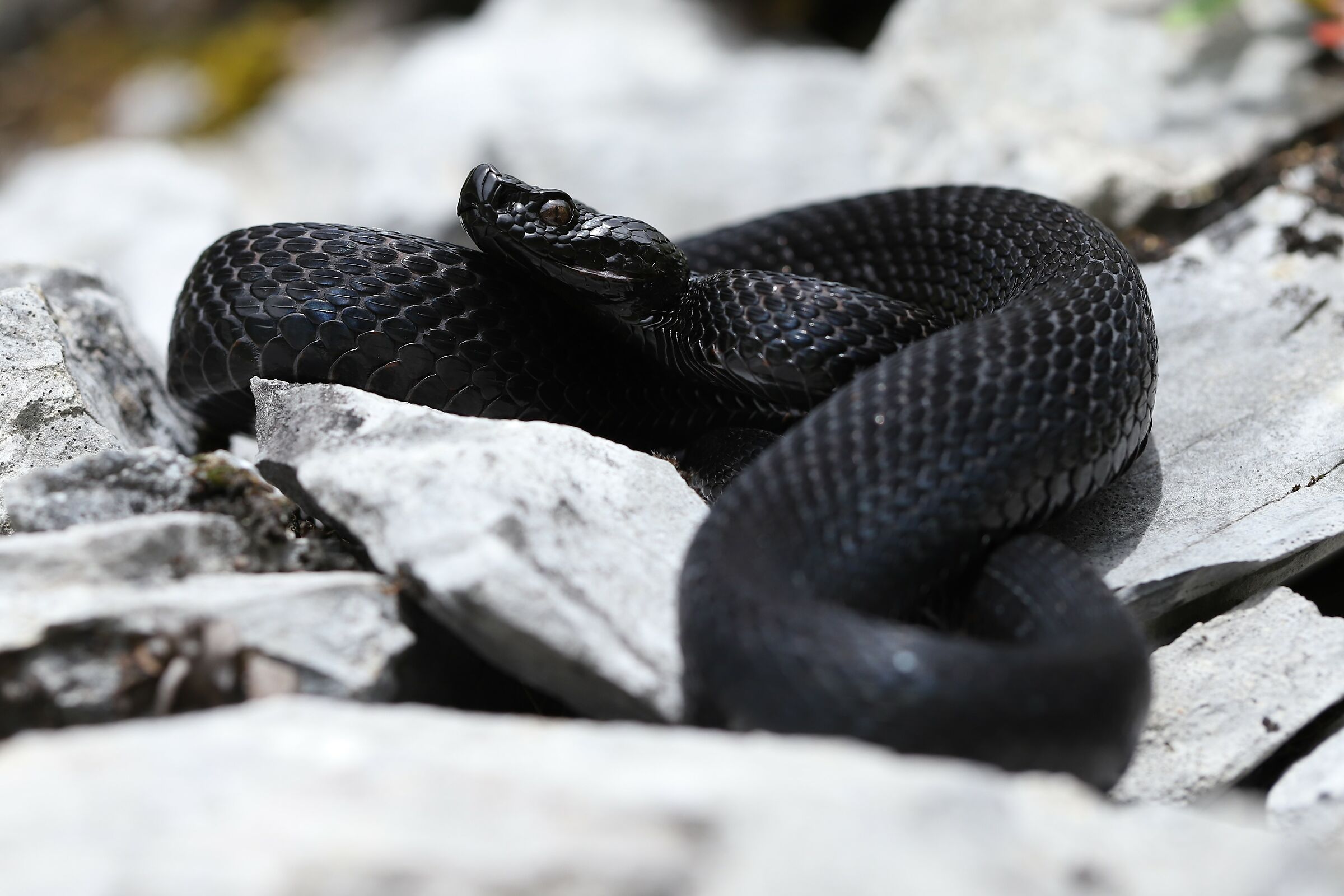 Male, 1290m, Berna (Svizzera)
