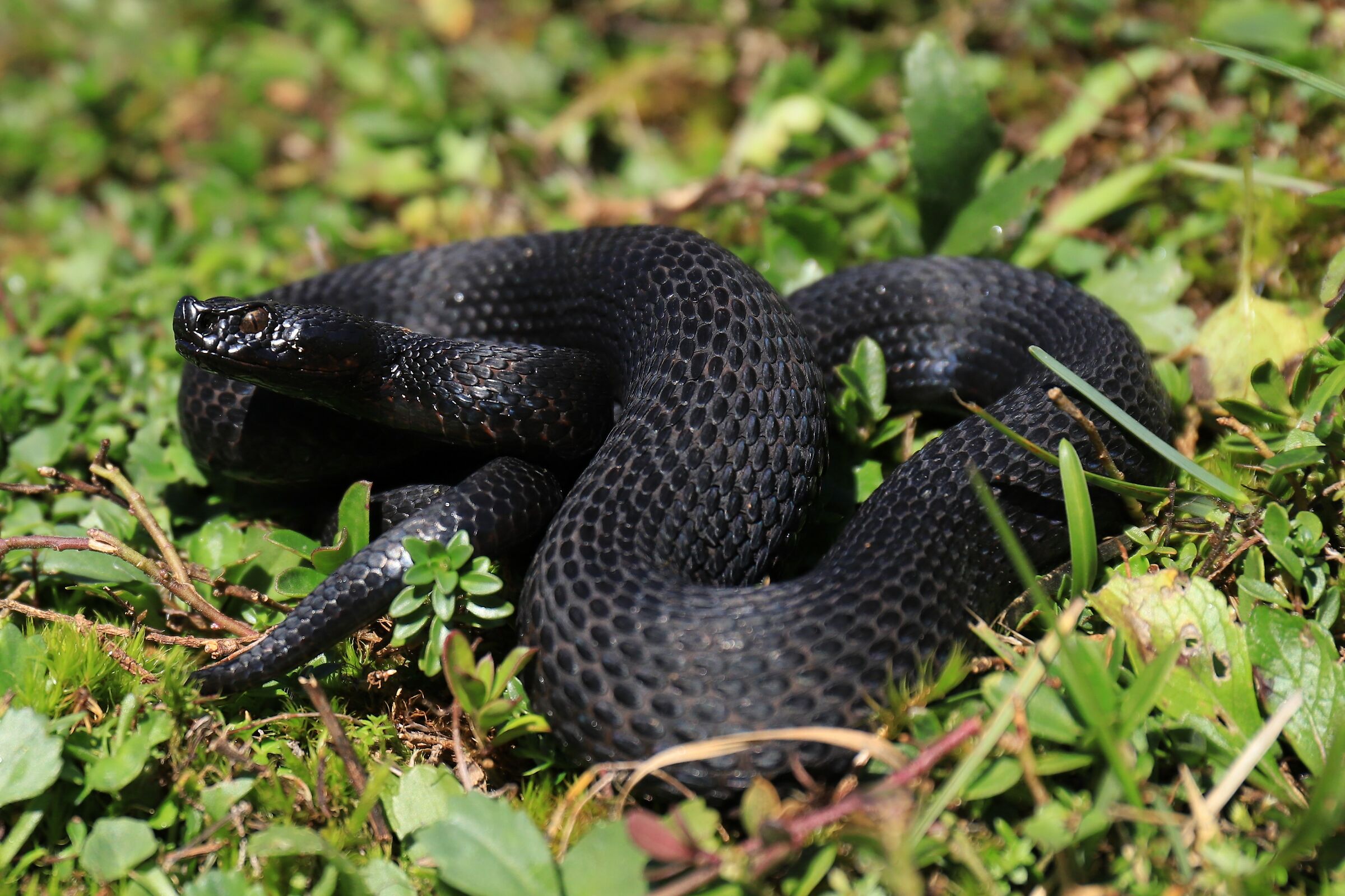 Male, 1290m, Berna (Svizzera)