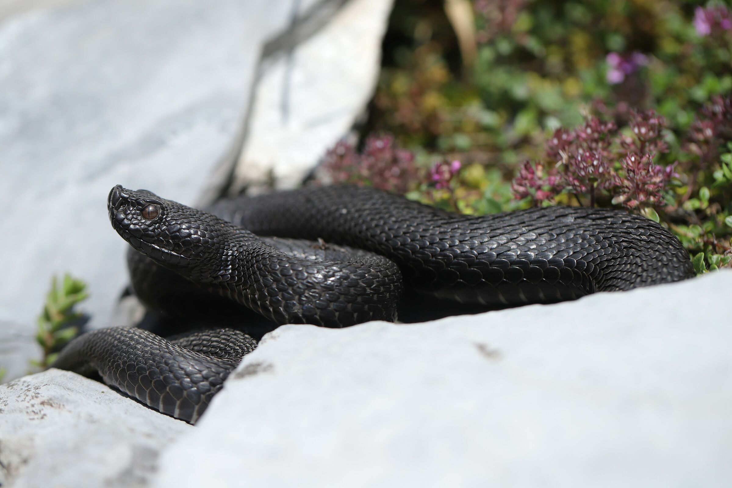 Female, 1290m, Berna (Svizzera)
