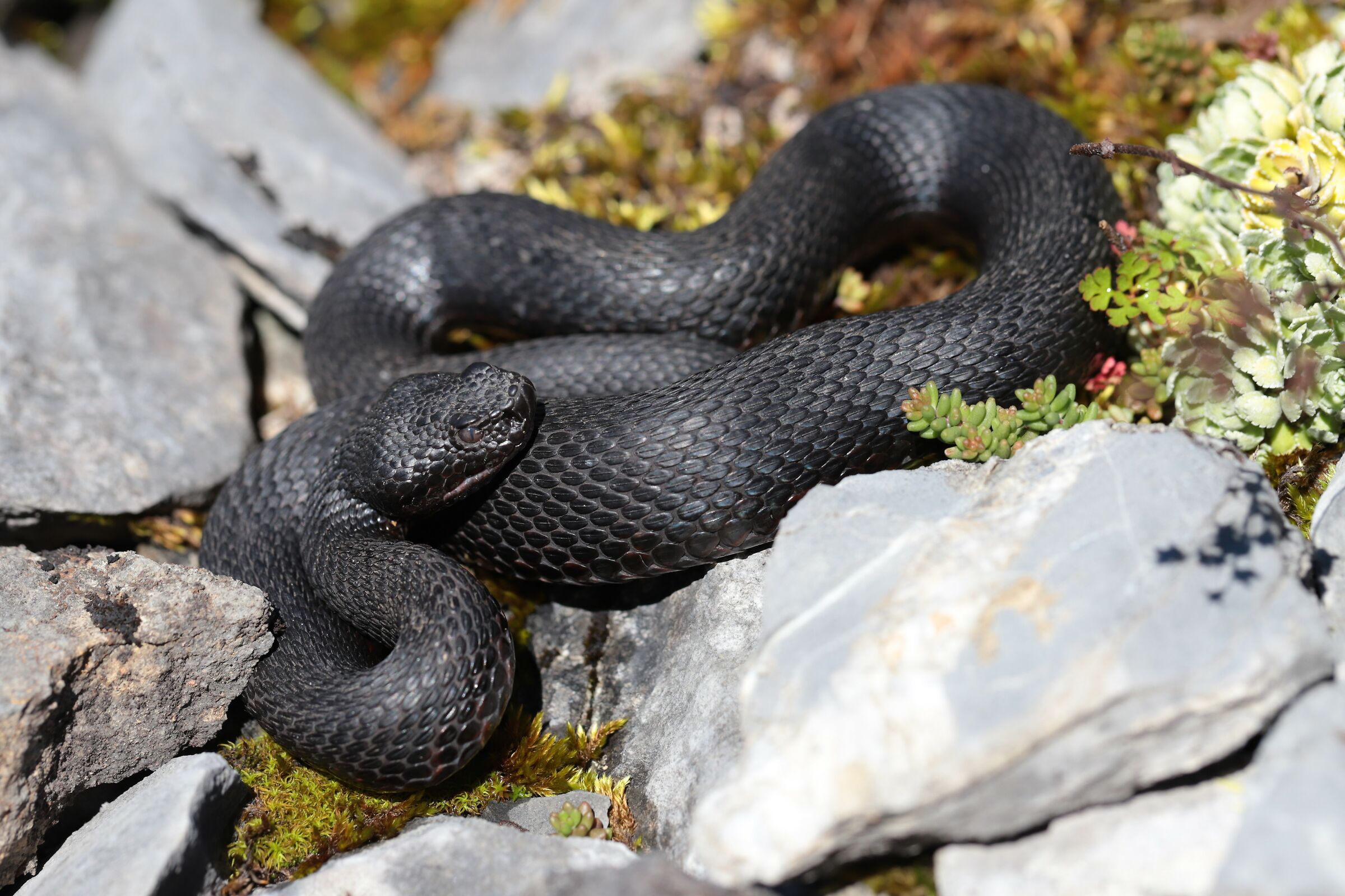 Male, 1290m, Berna (Svizzera)