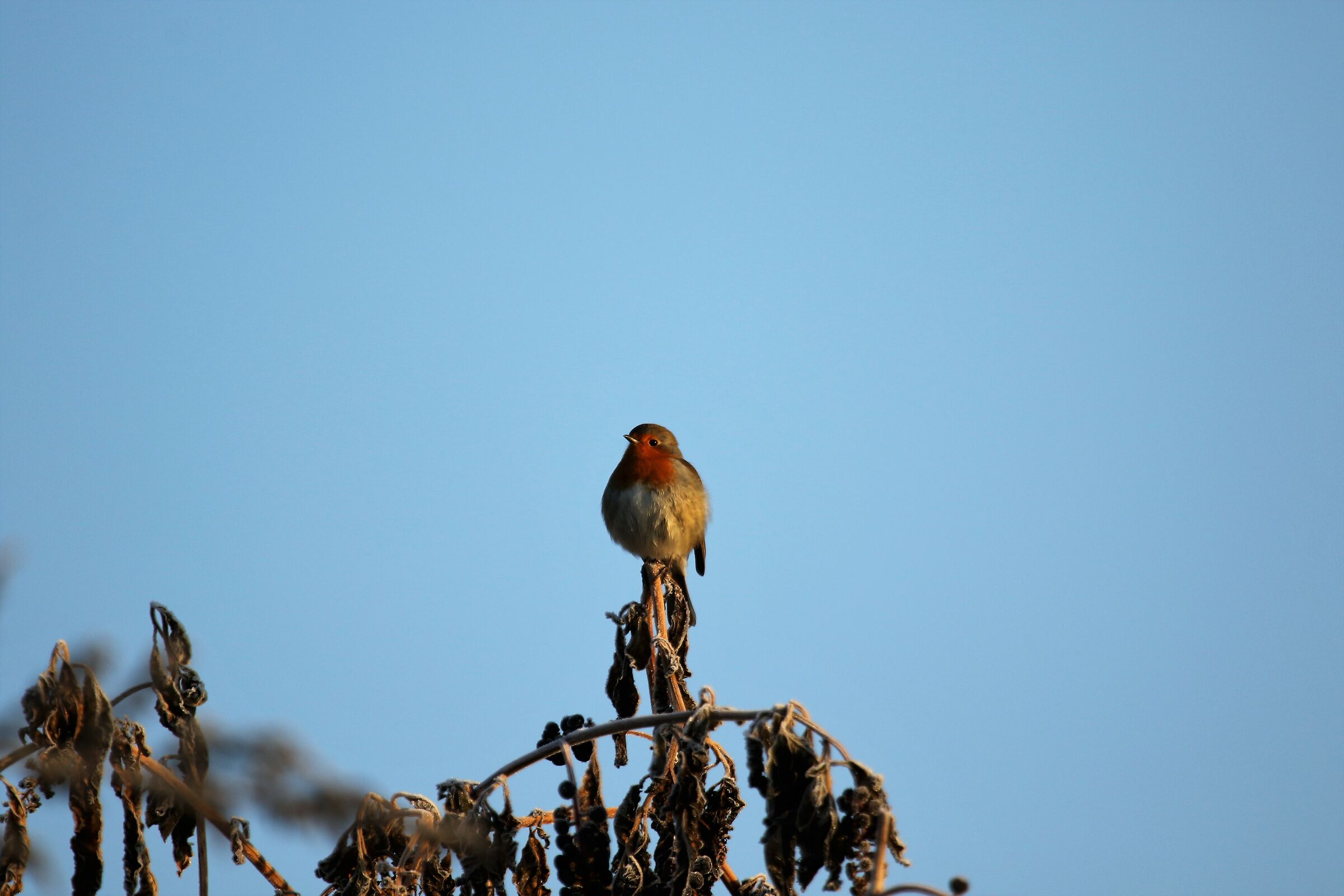 Robin oasis bass-Como
