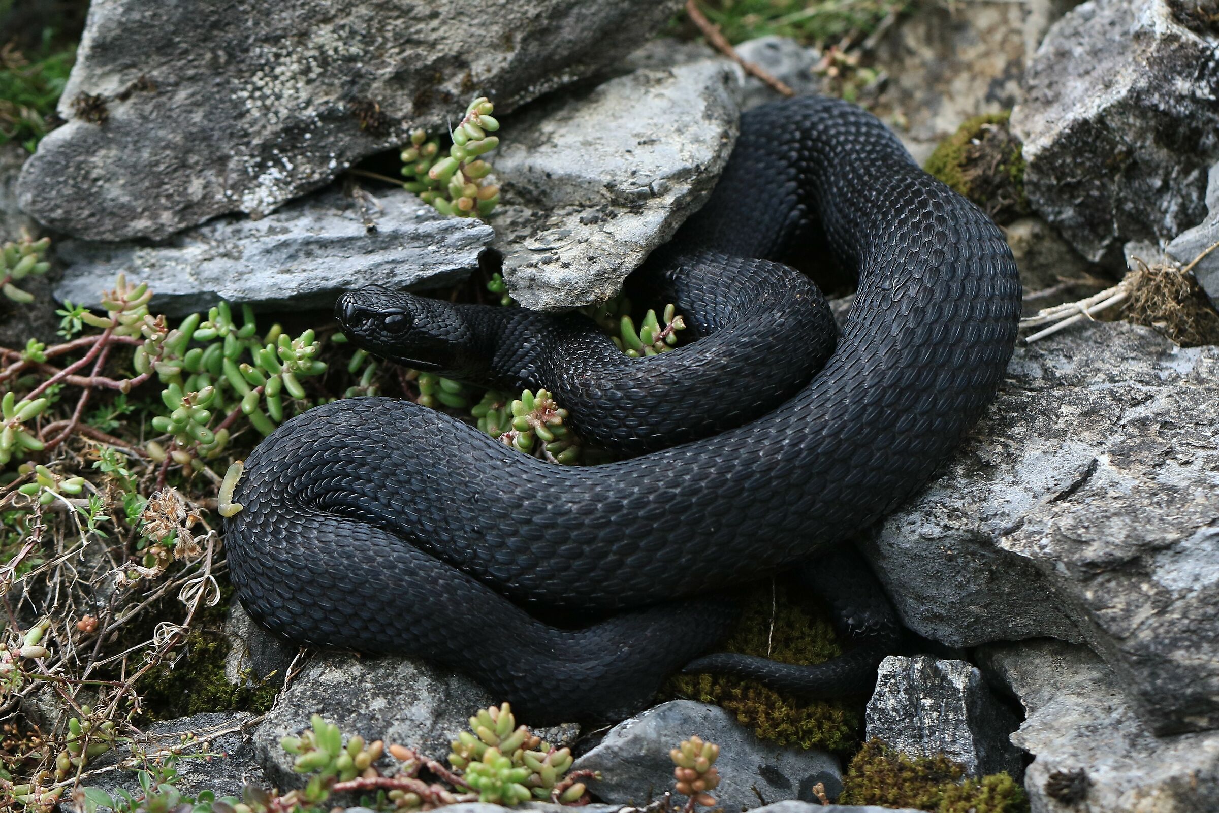 Male, 1290m, Berna (Svizzera)