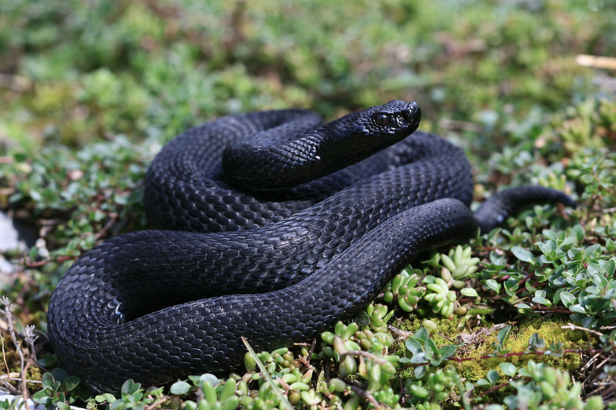 Male, 1290m, Berna (Svizzera)