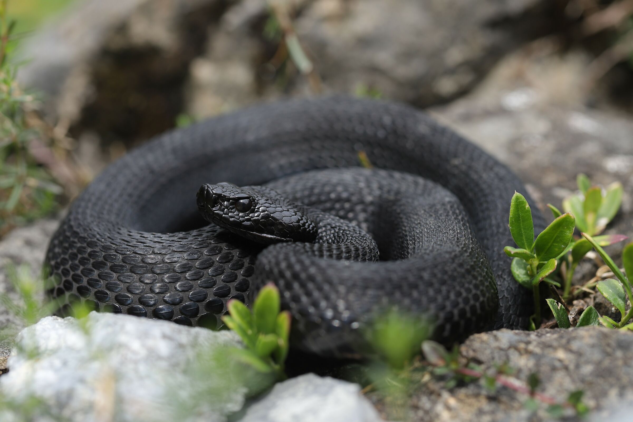 Male, 1290m, Berna (Svizzera)