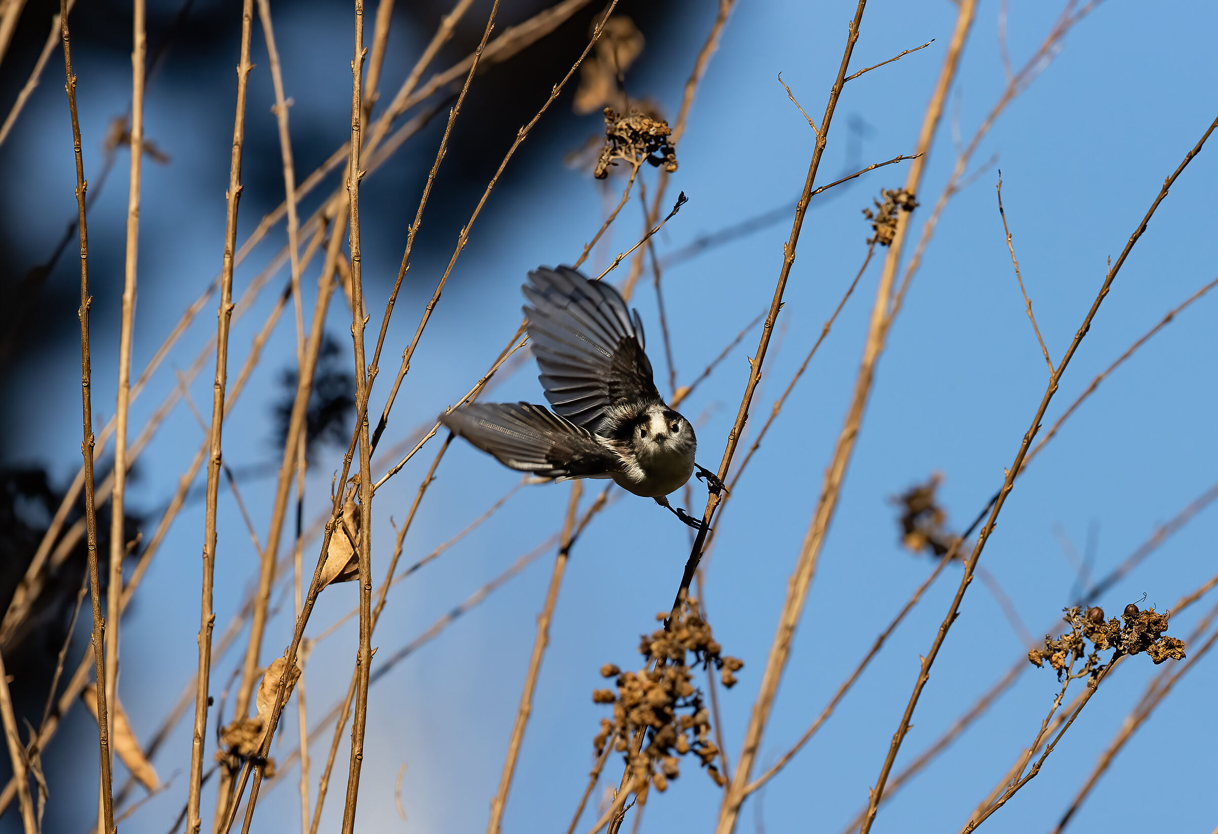 Codibugnolo (Aegithalos caudatus)