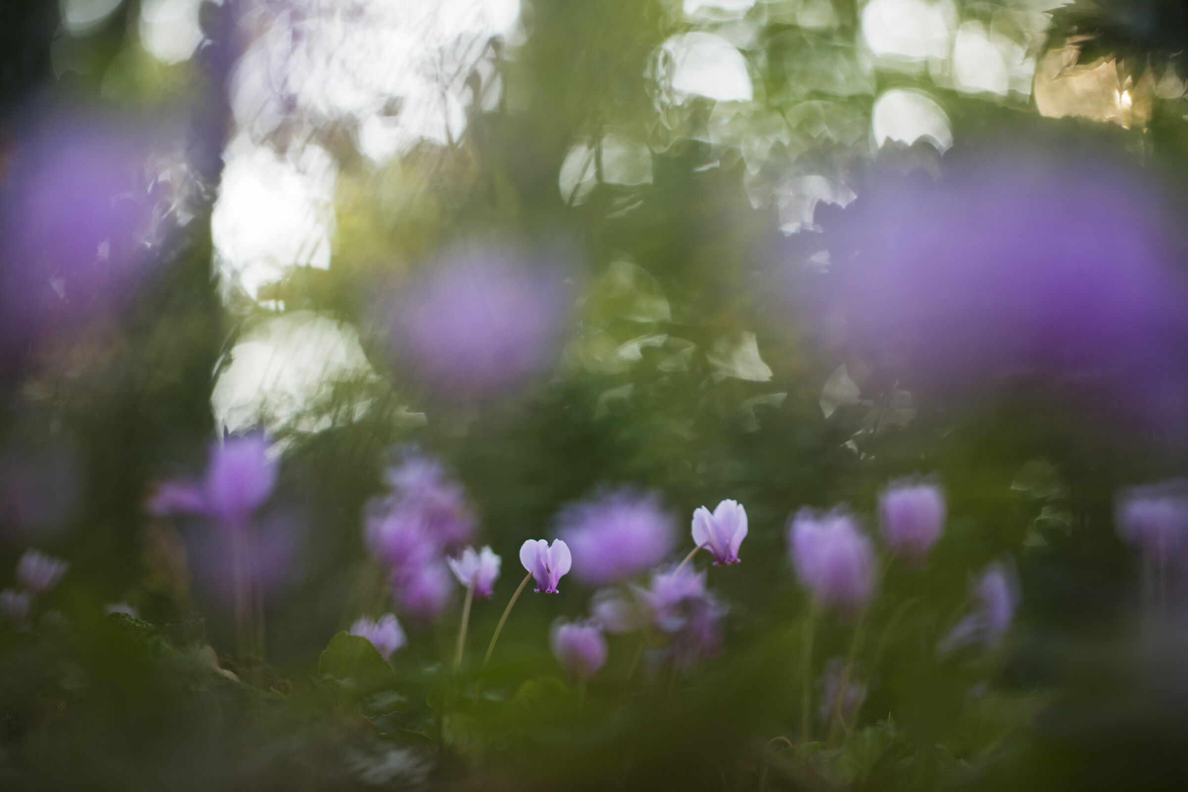 Tra onde di Ciclamino