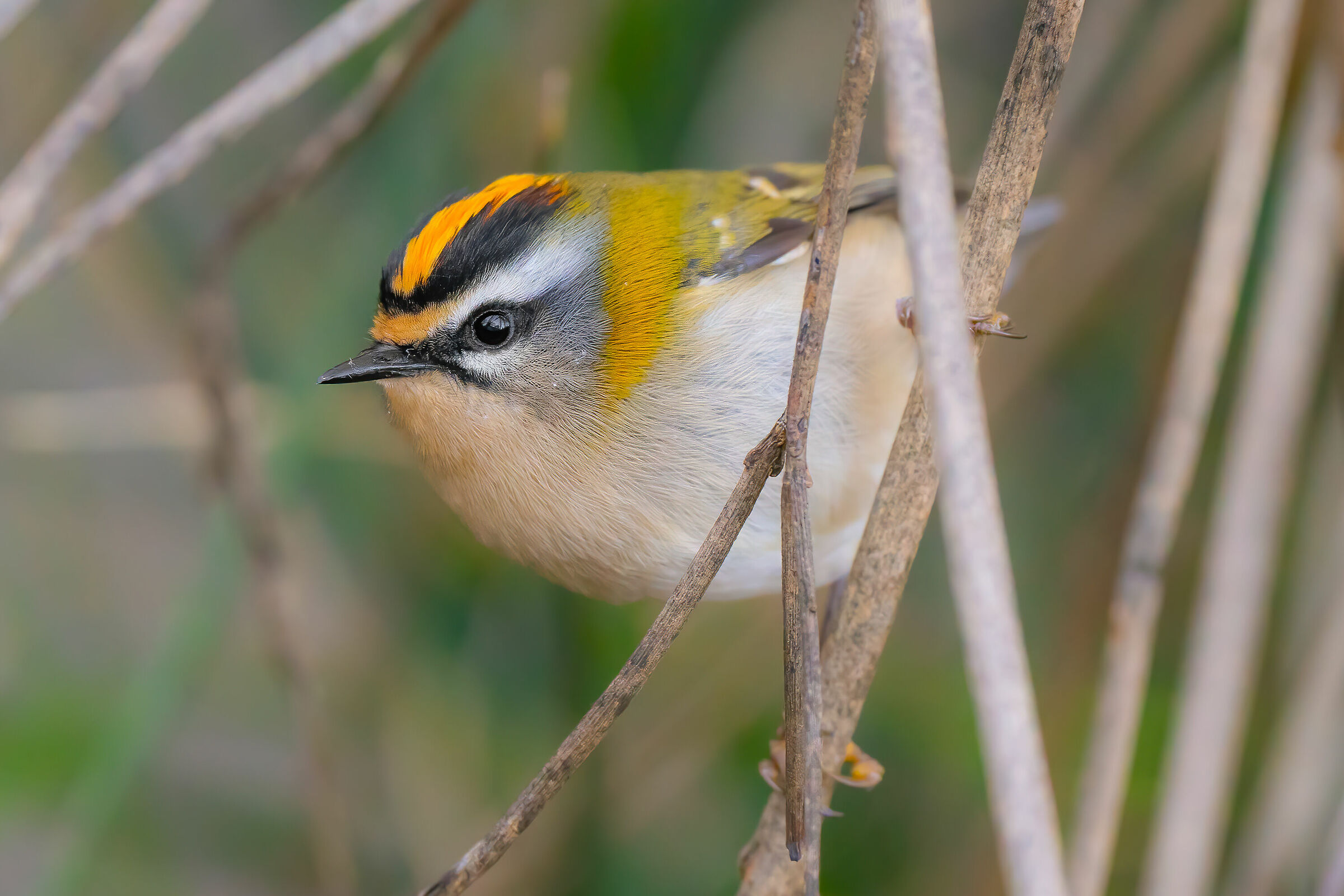 fiorrancino vs 5000 iso