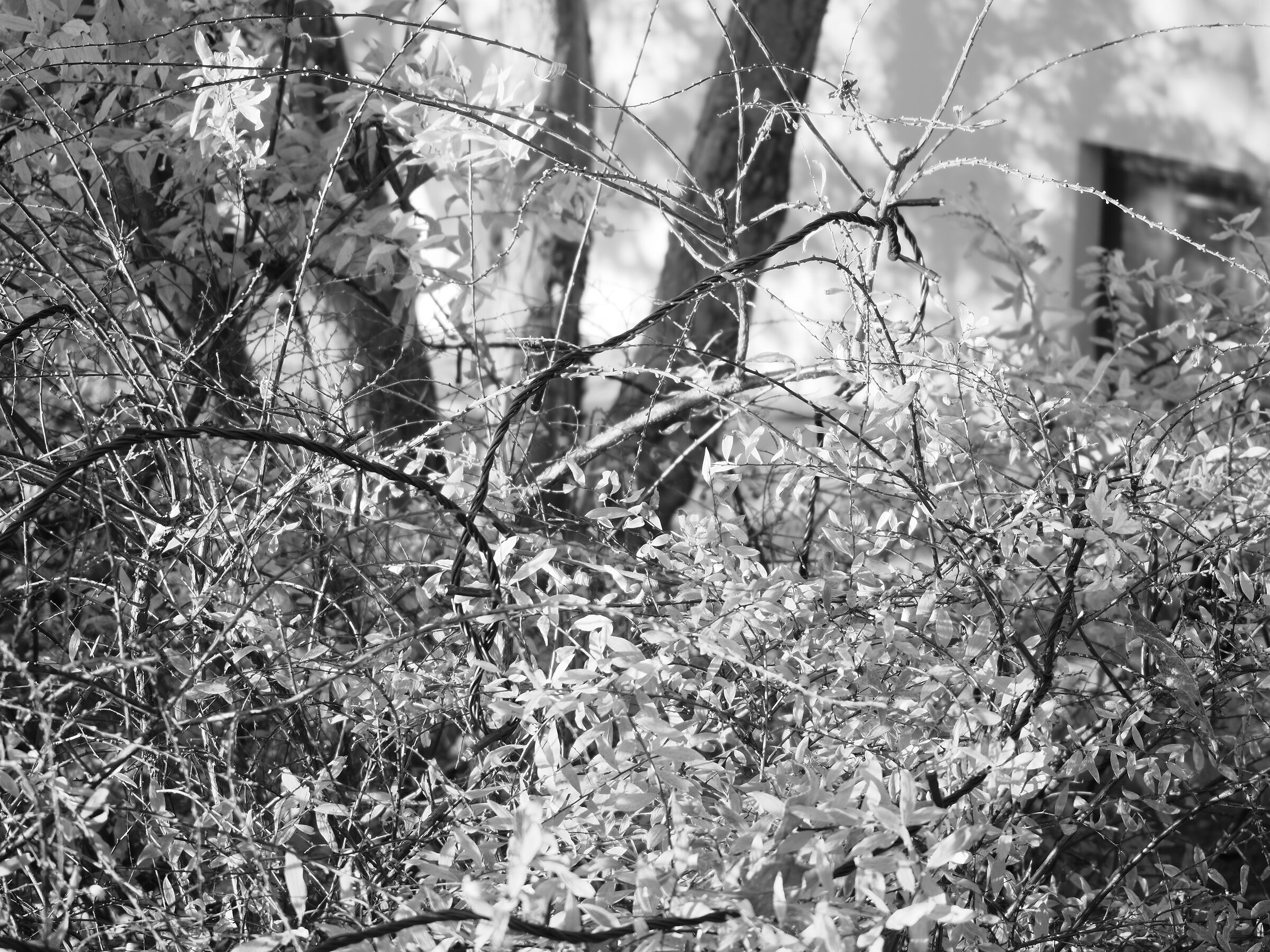 Autumn Branches 02