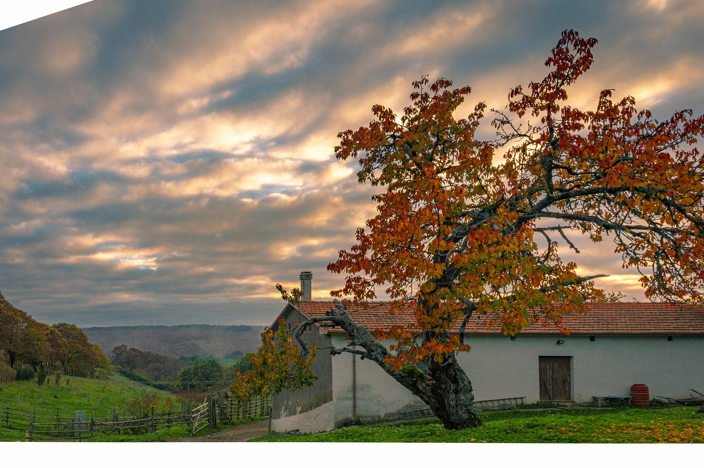 the cherry tree at sunset