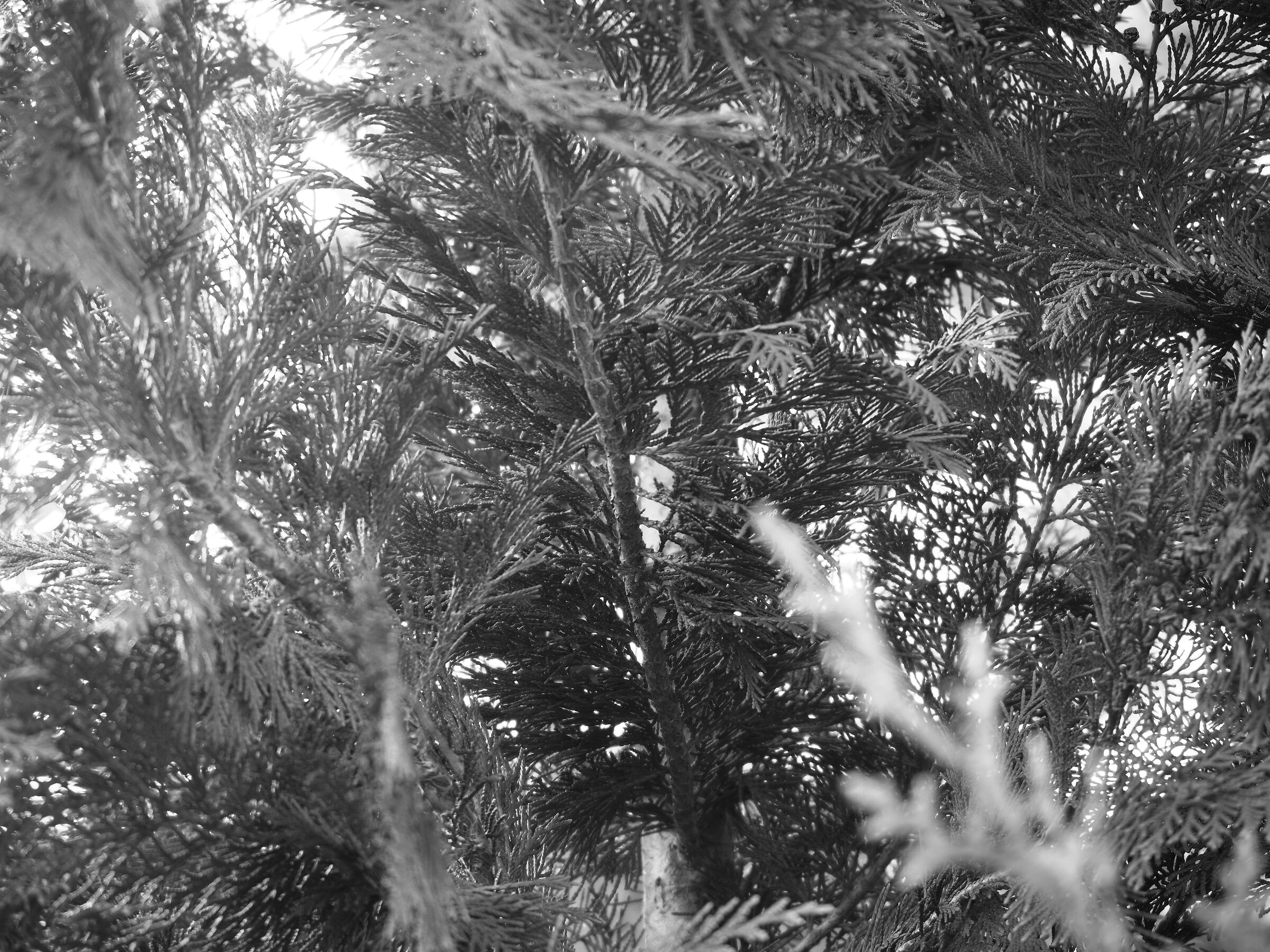 Autumn Branches 04