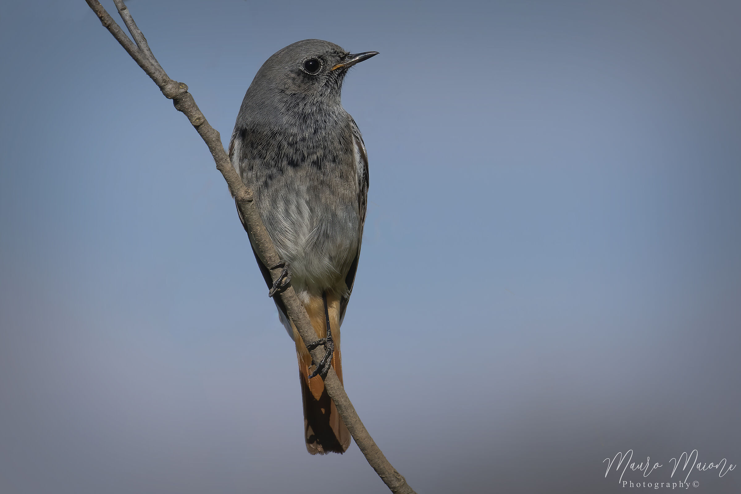 codirosso spazzacamino