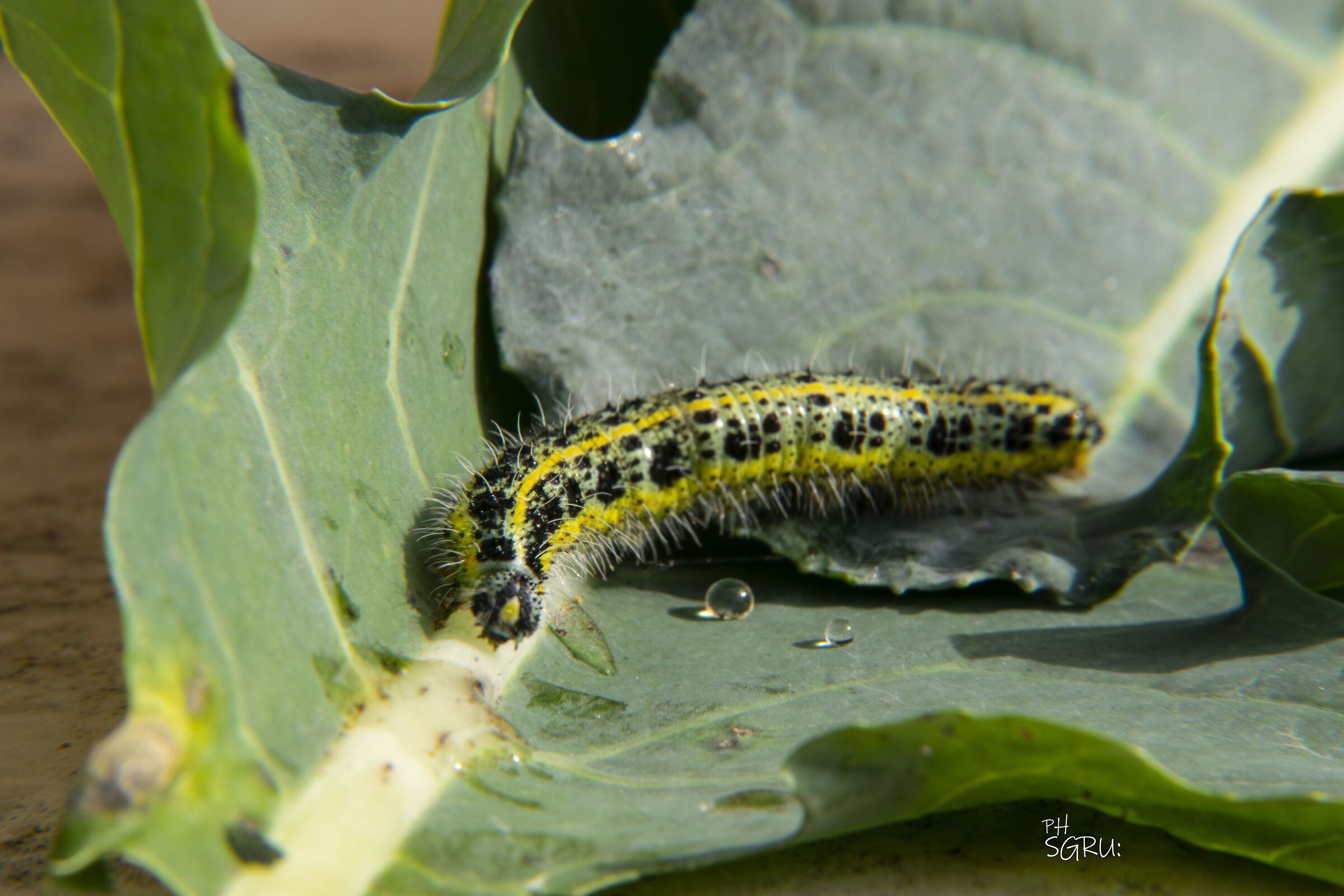 the drop and the worm