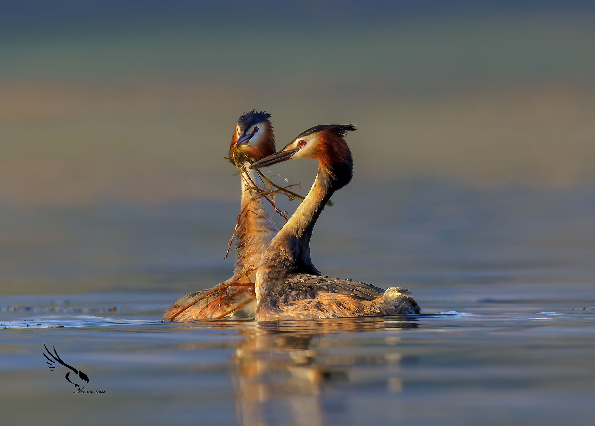 Grande svasso crestato