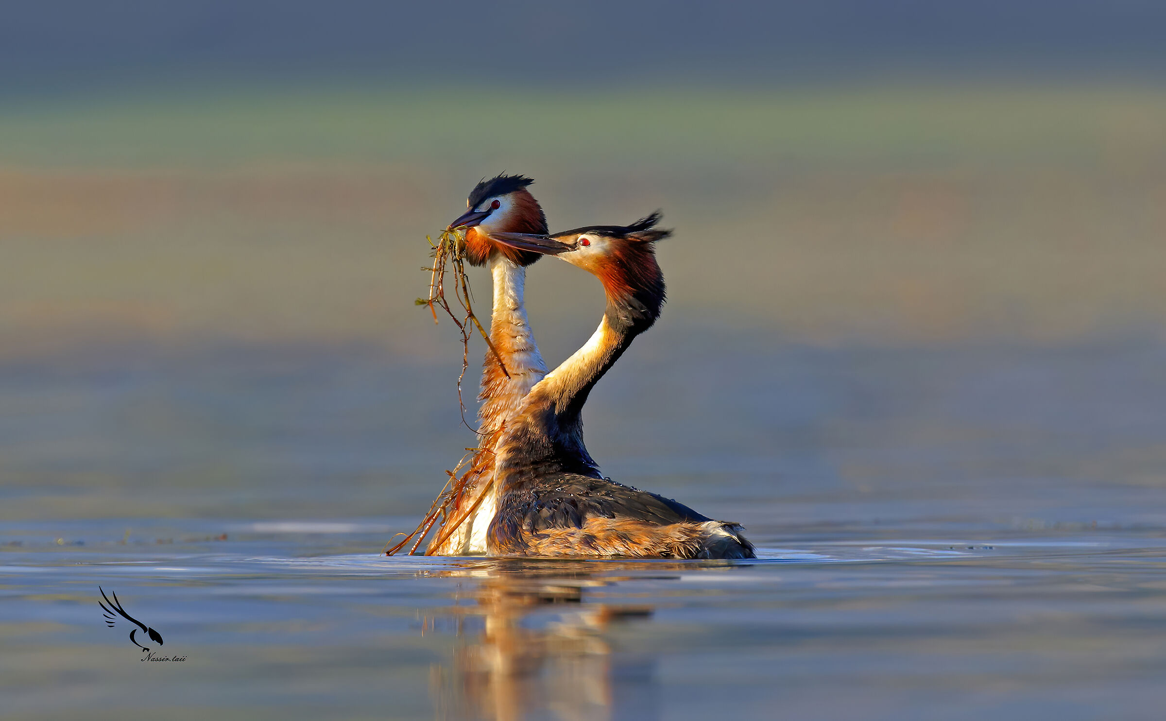 Grande svasso crestato