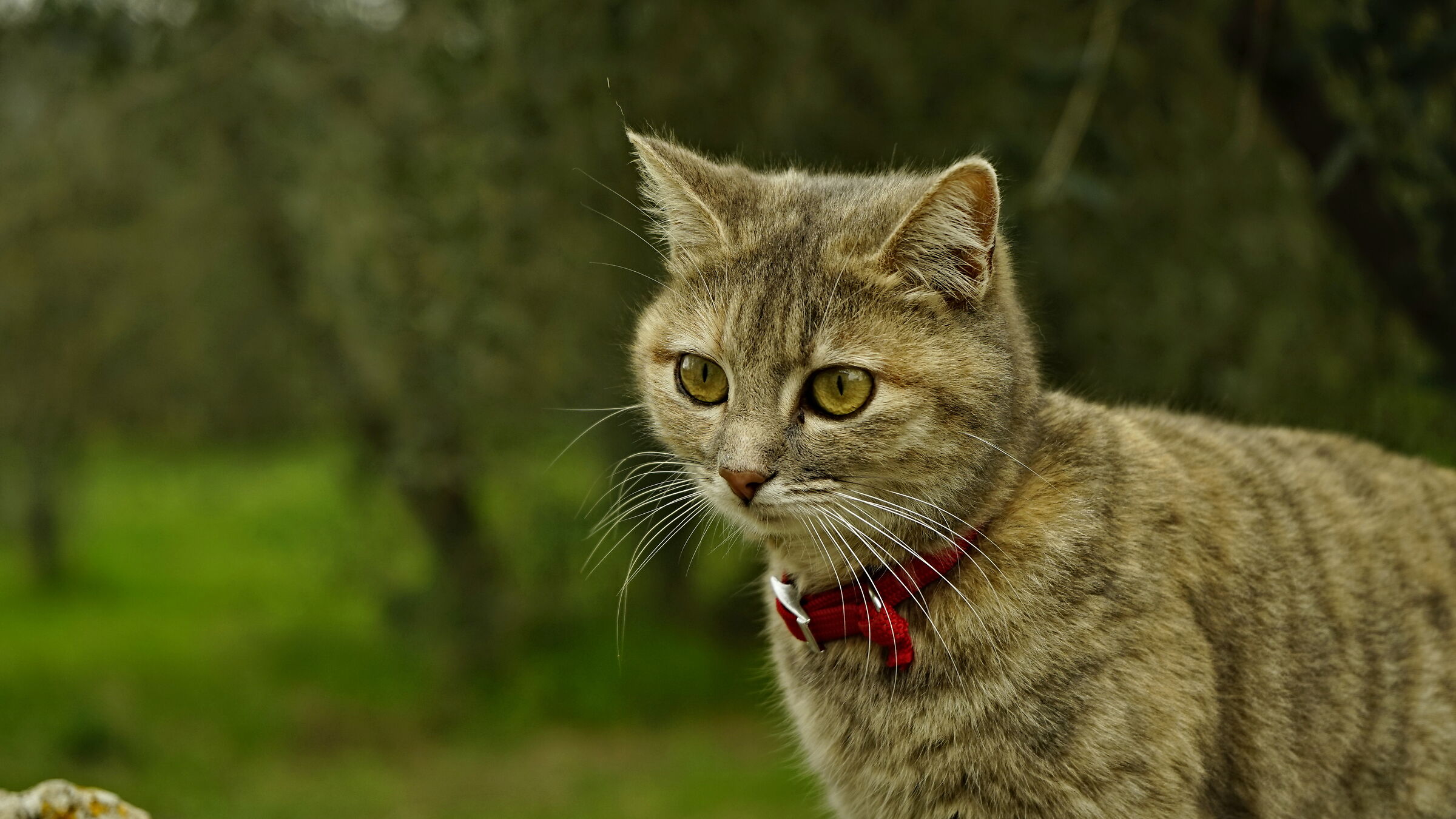 Semplicemente ... Micia