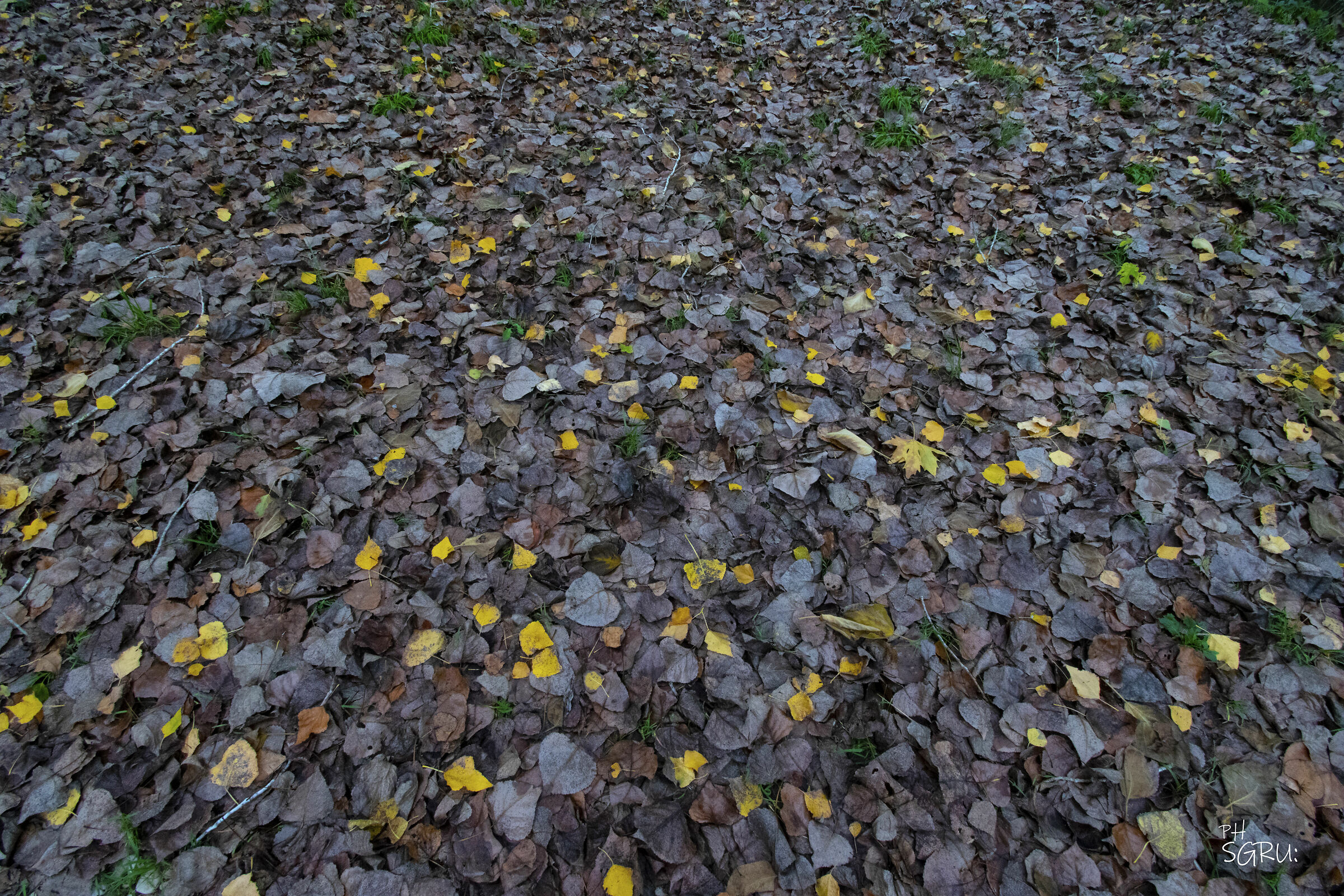 tappeto autunnale