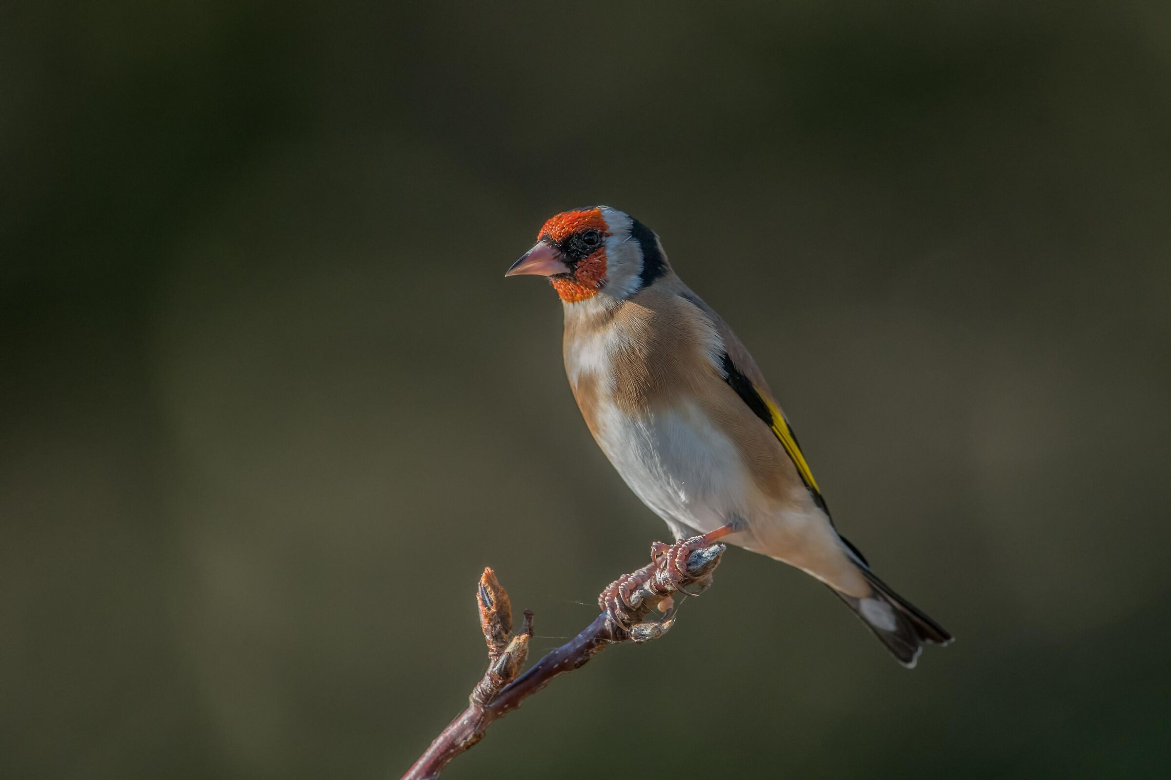 Goldfinch