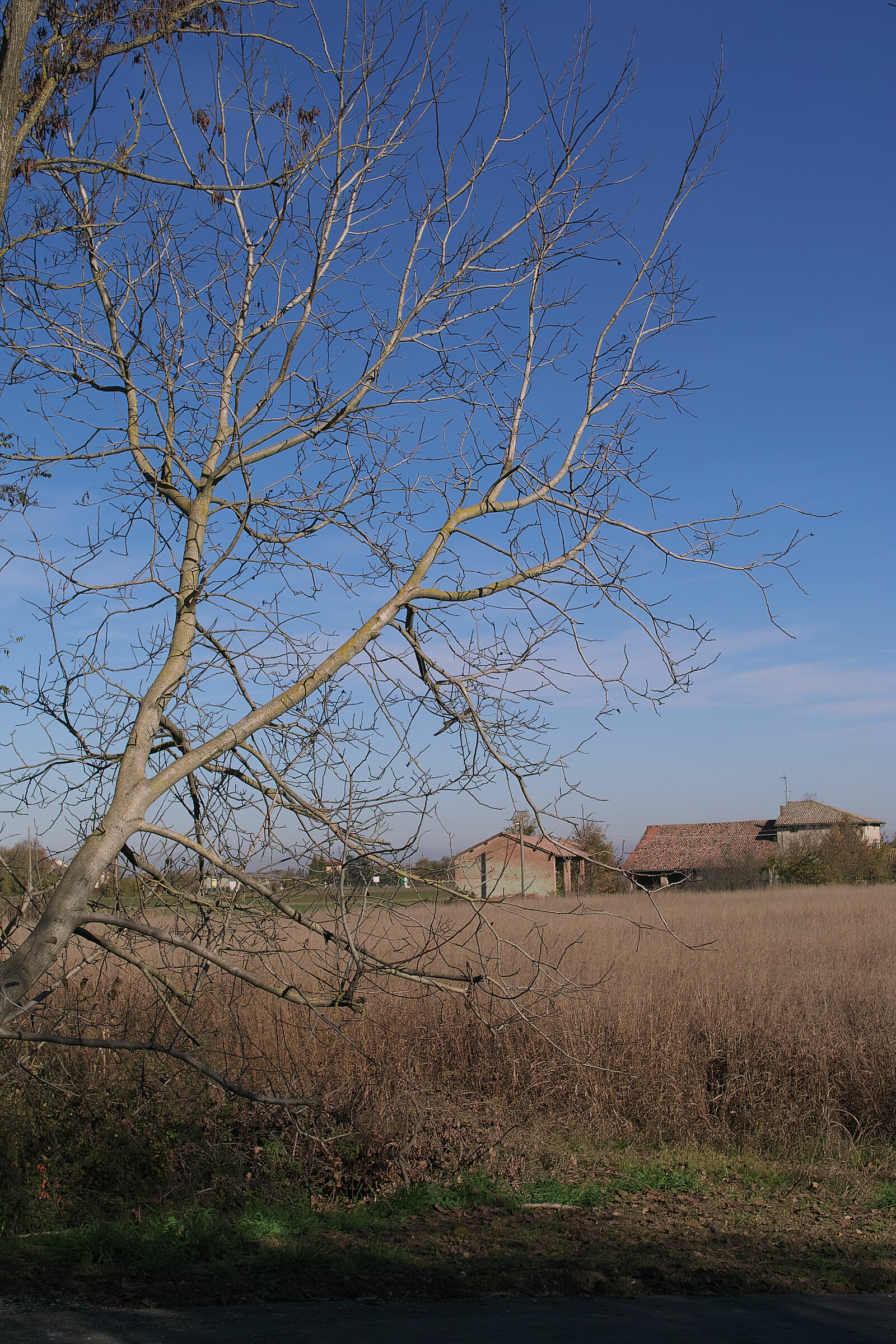 L'albero