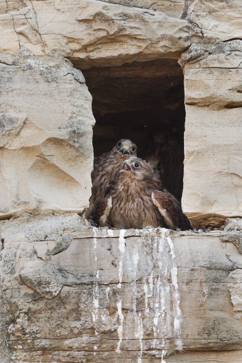 Pulli di Gheppio ...