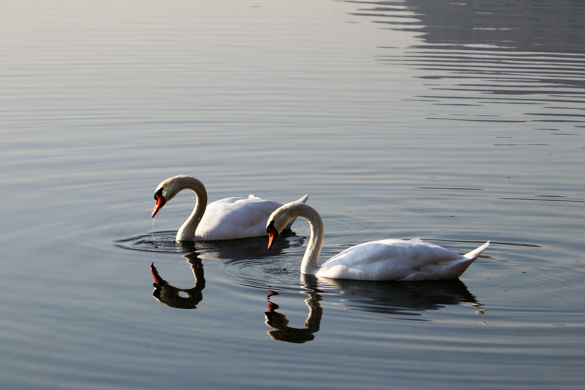 Swans