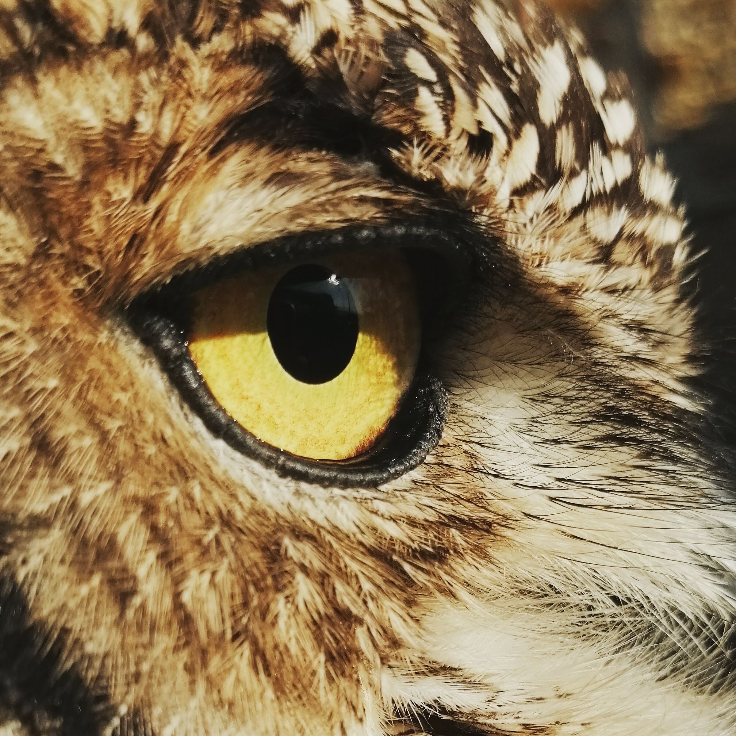 Owl's eye