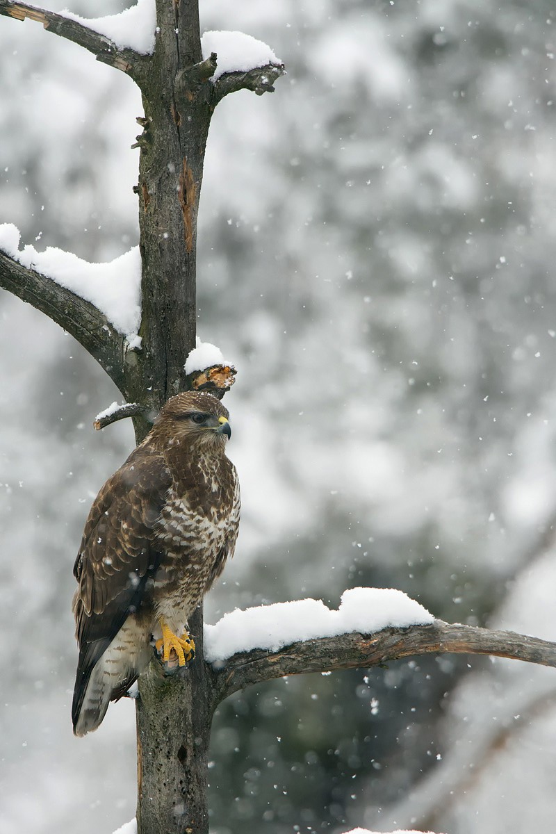 Poiana sotto la neve
