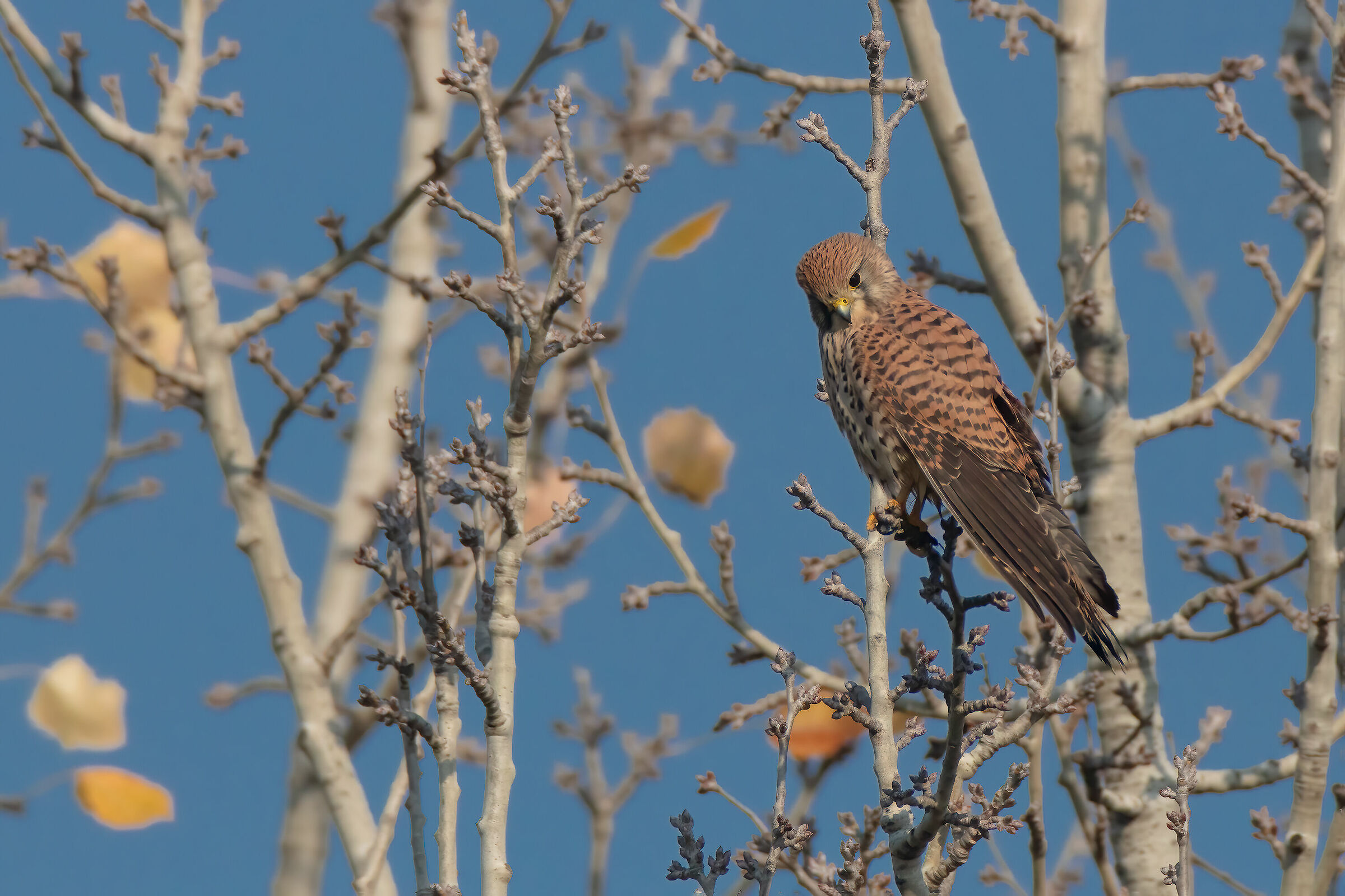 Gheppio in attesa di lanciarsi in caccia