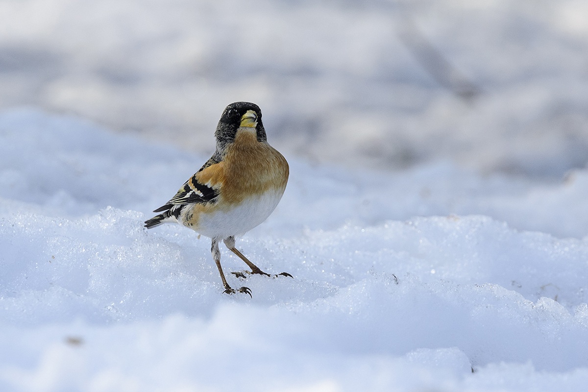 Brambling